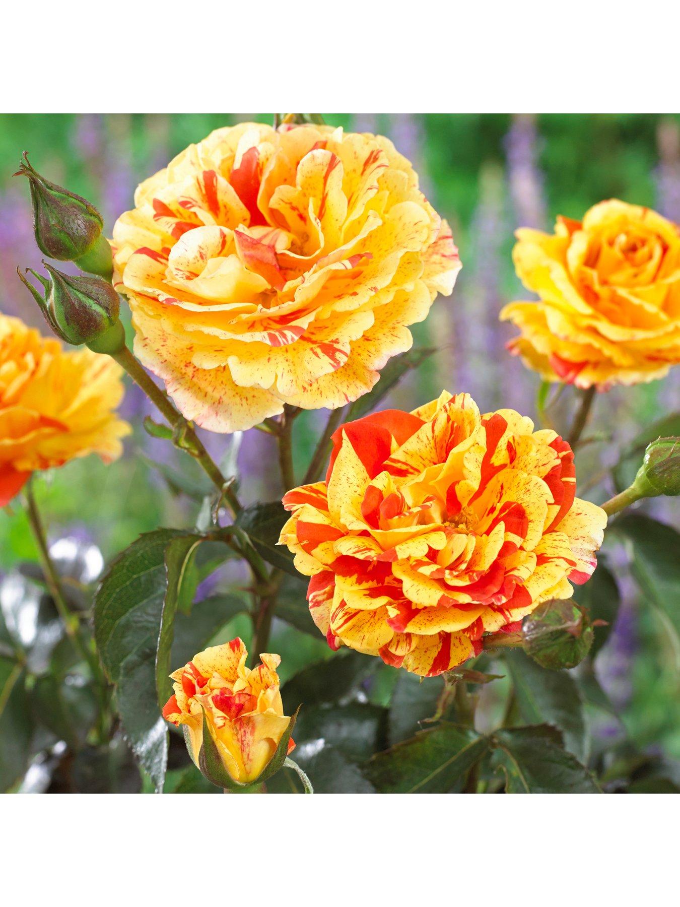  image of you-garden-rose-oranges-amp-lemons-papagena-bare-root