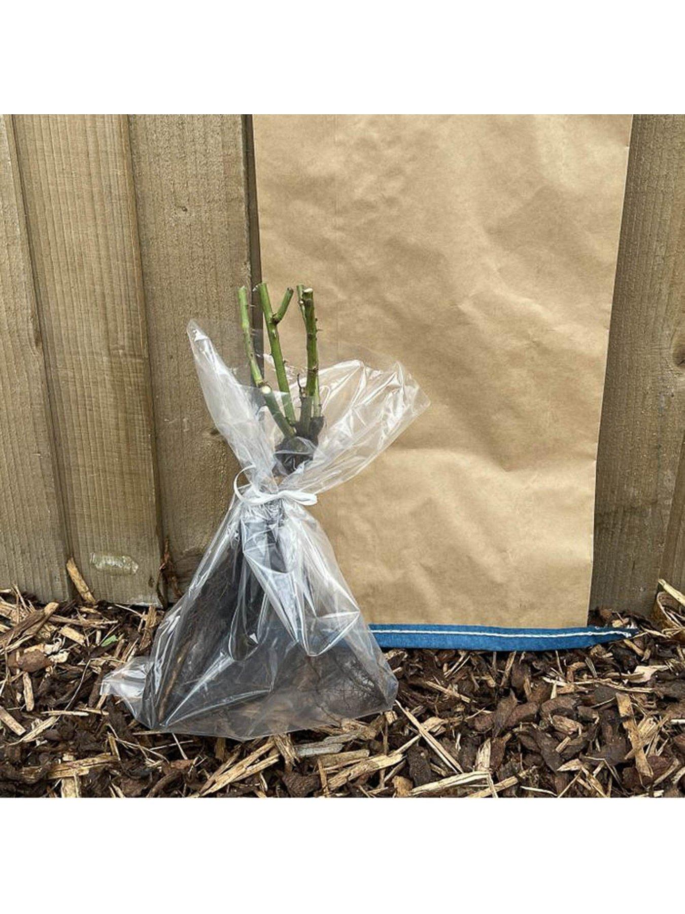  image of you-garden-rose-oranges-amp-lemons-papagena-bare-root