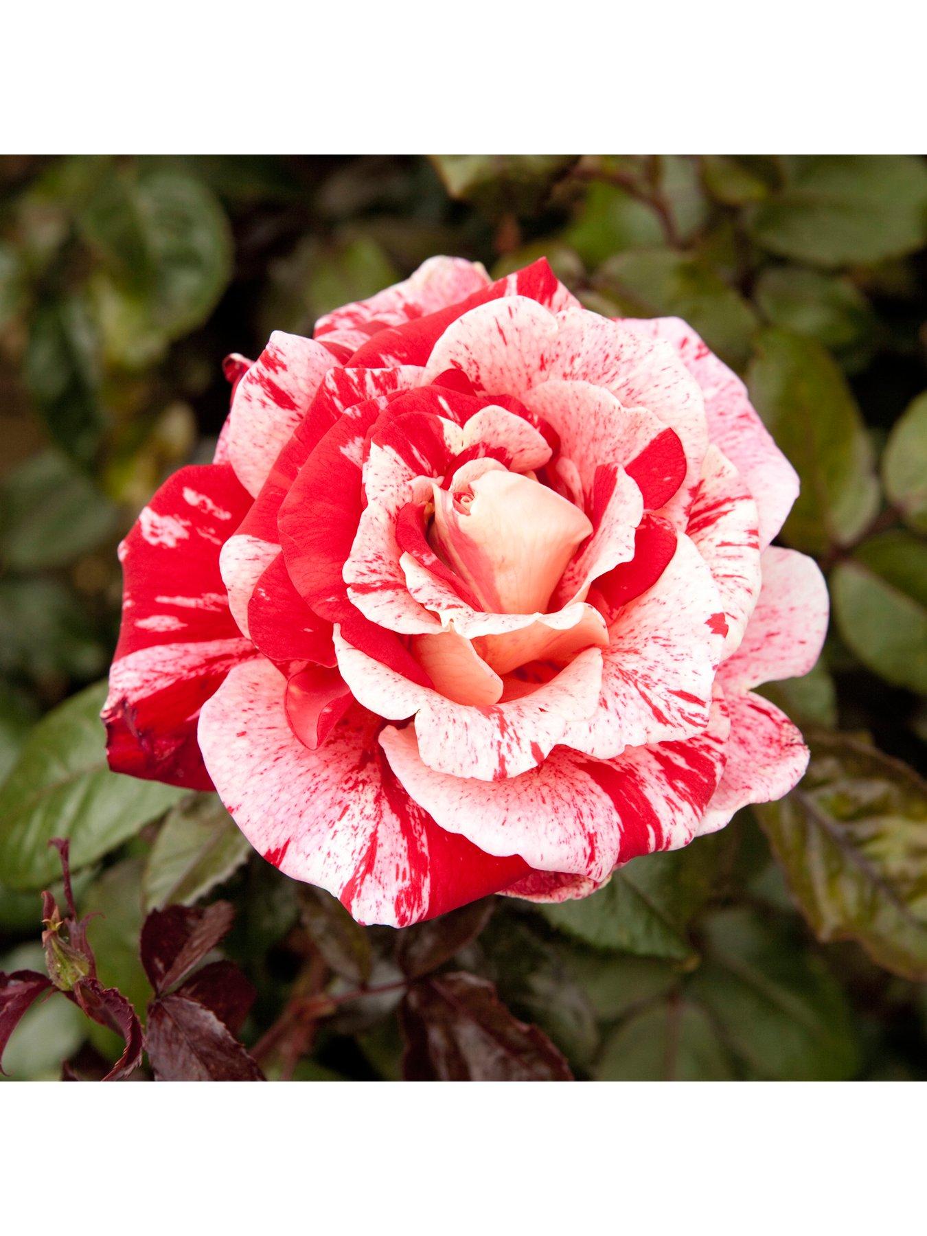 Image 1 of 3 of You Garden Rose 'Raspberry Ripple' Papageno (Bare Root)