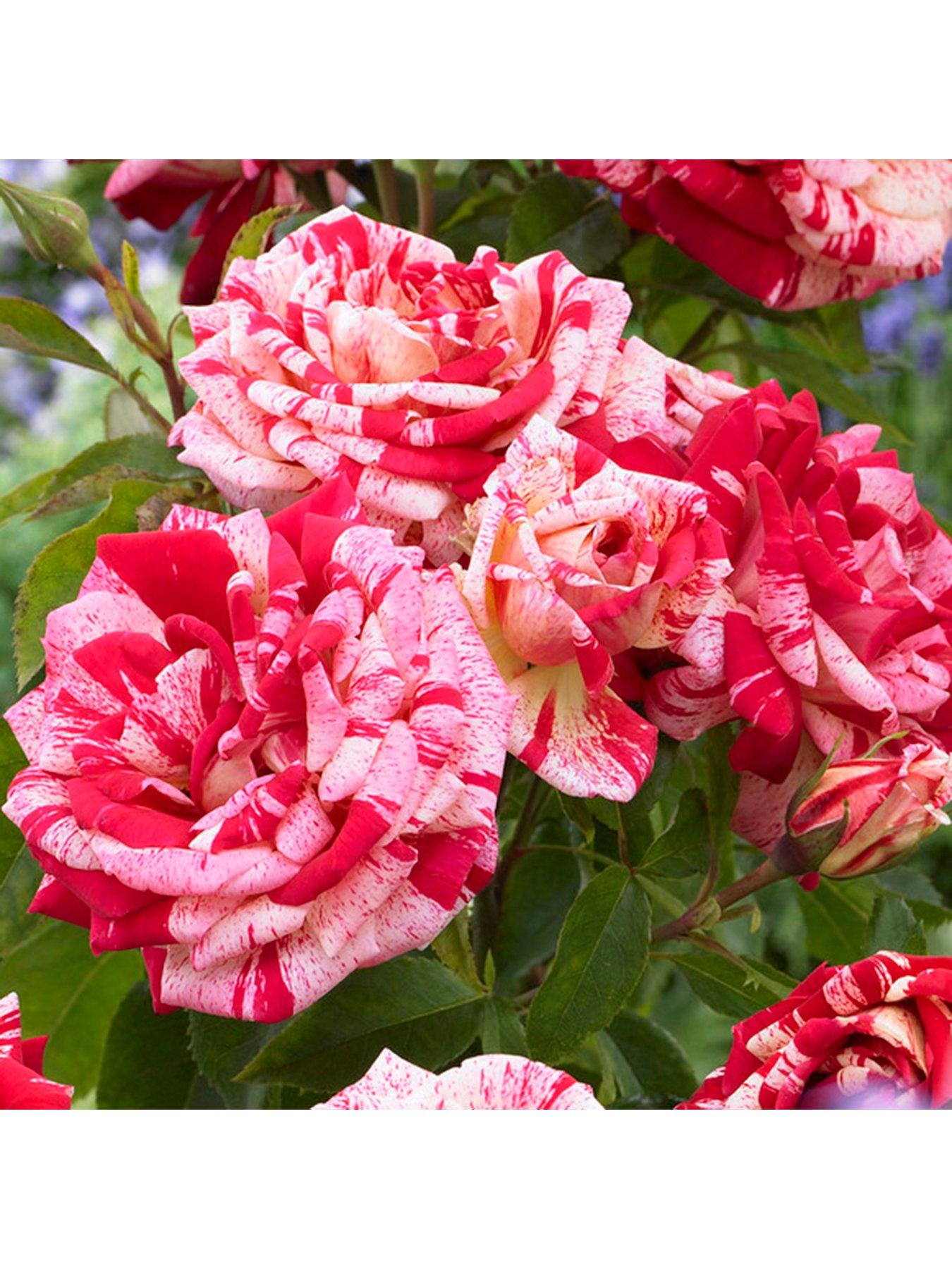 Image 2 of 3 of You Garden Rose 'Raspberry Ripple' Papageno (Bare Root)