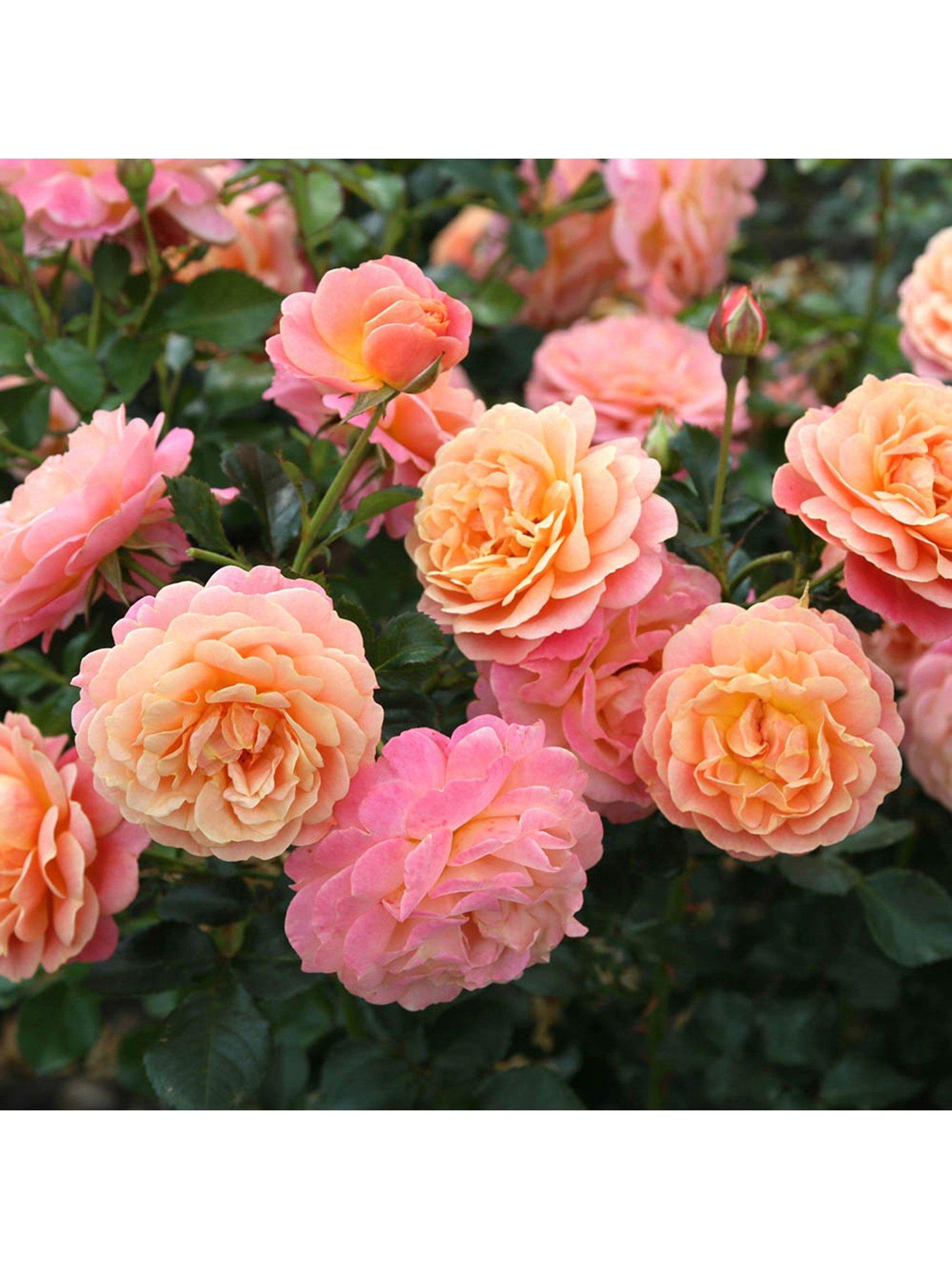 undefined 'Peach Melba' Climbing 3L Potted Rose Plant