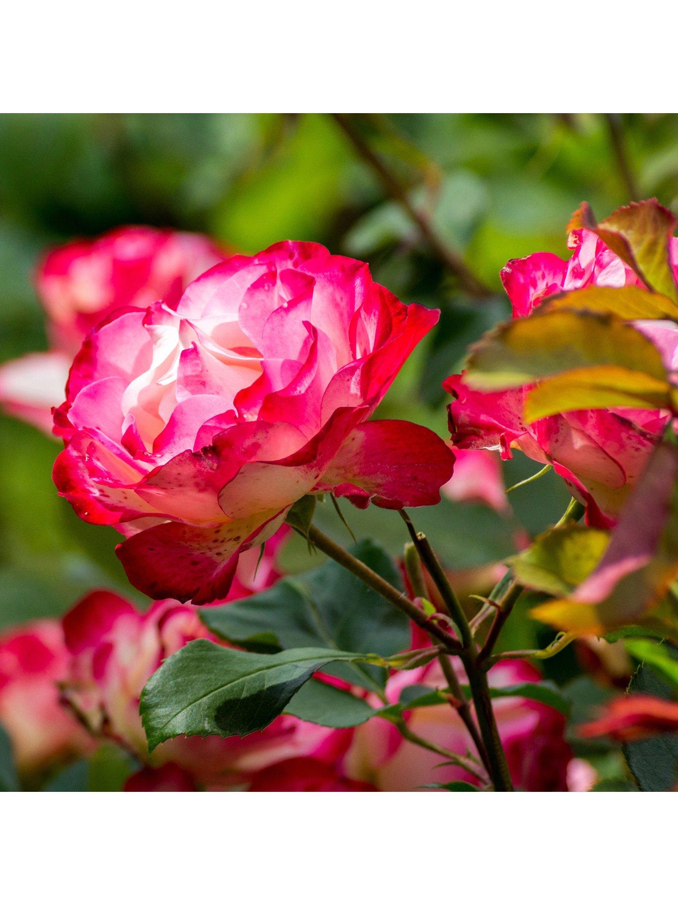 You Garden Rose Double Delight (4L Pot)