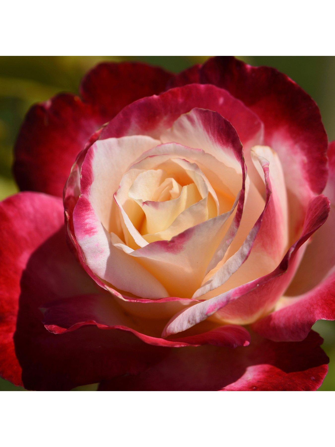 Image 2 of 4 of You Garden Rose Double Delight (4L Pot)