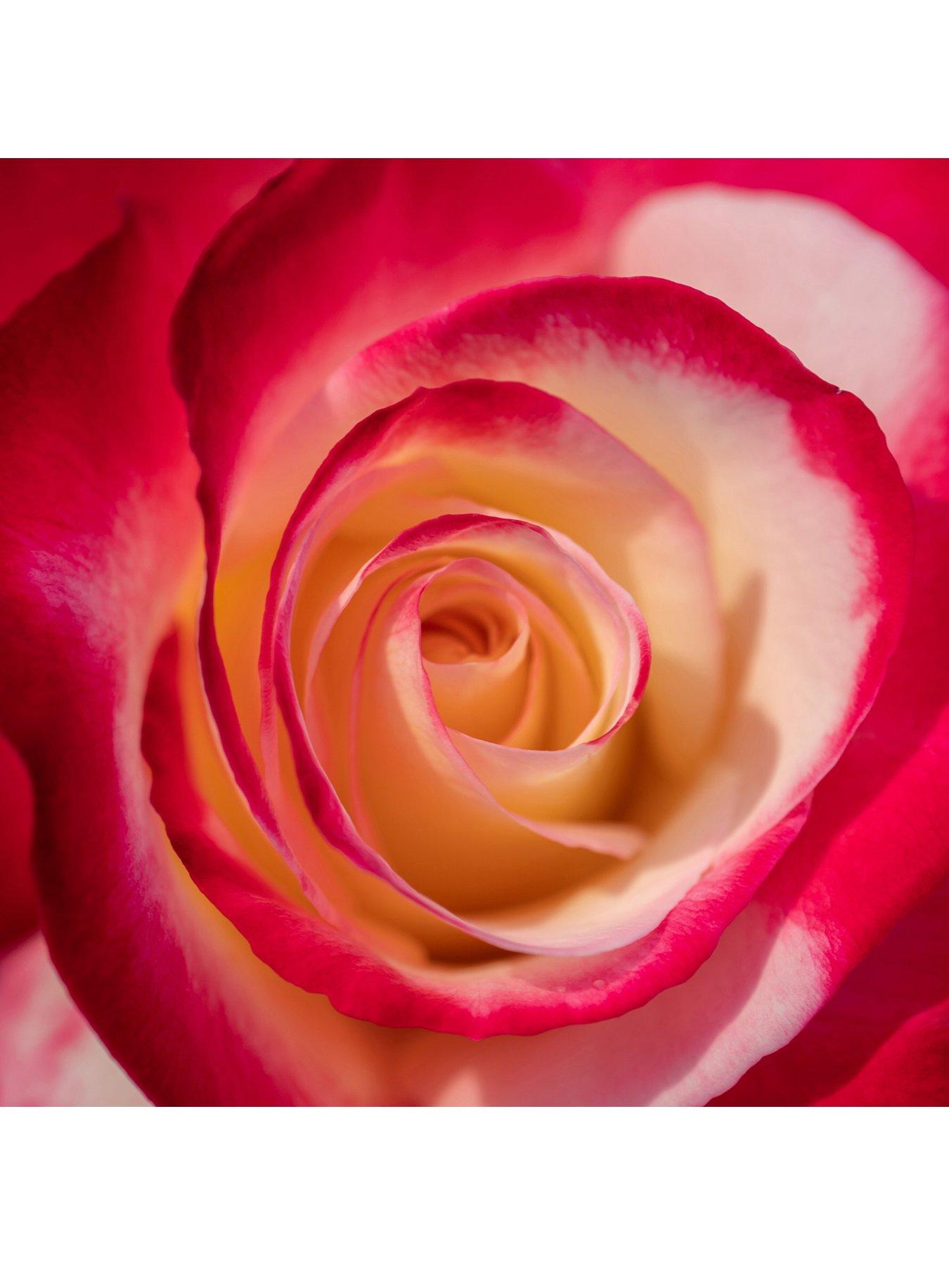 Image 4 of 4 of You Garden Rose Double Delight (4L Pot)