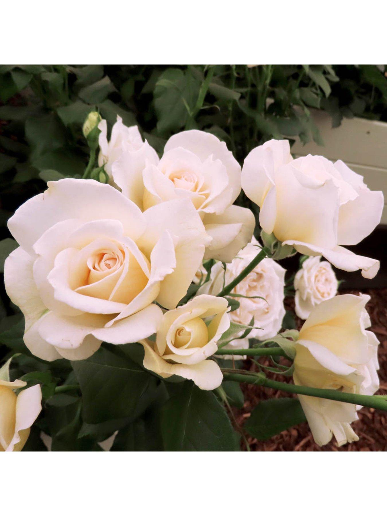 You Garden Harkness Rose Mary Berry ® - 3-4L pot