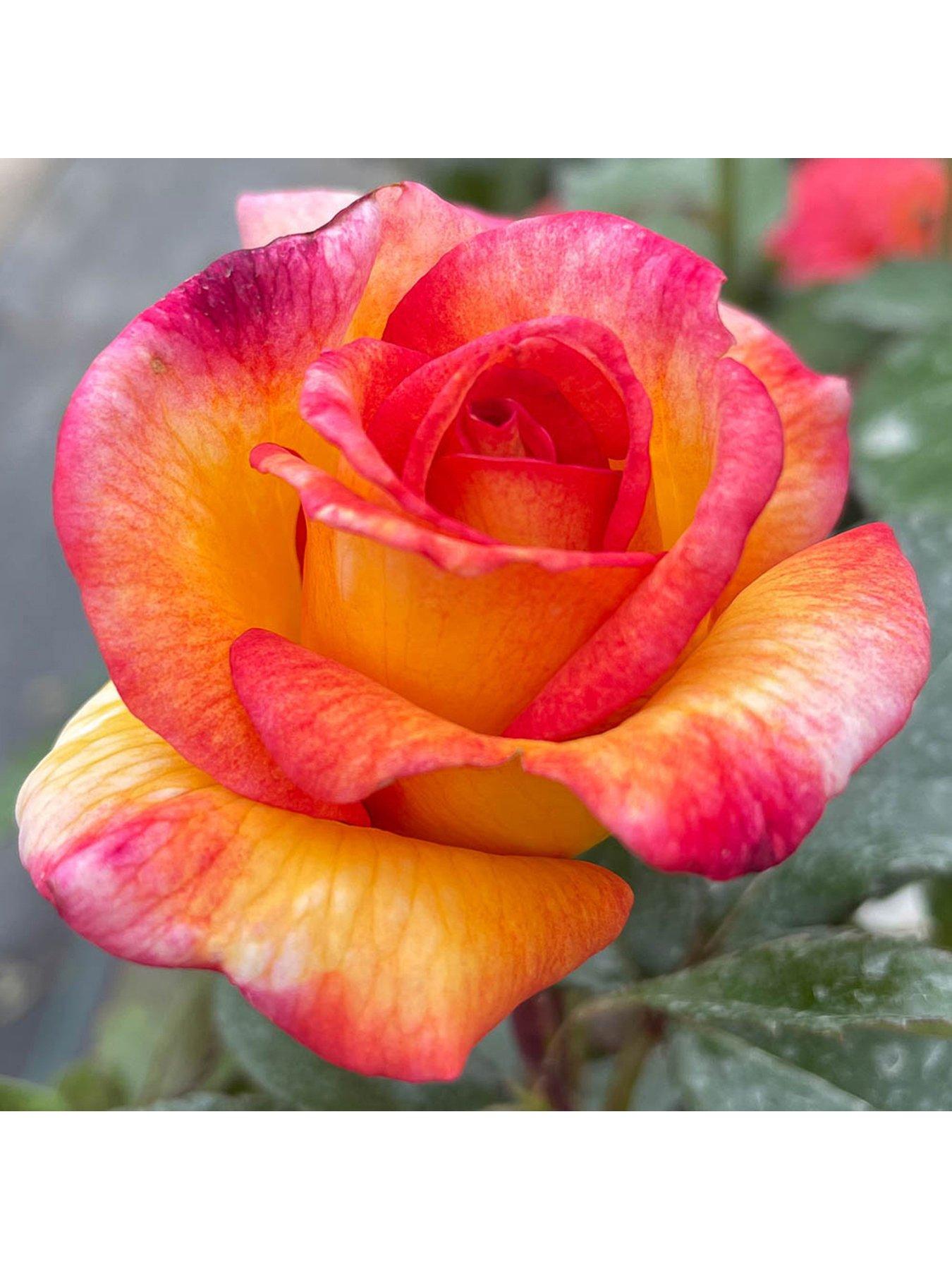 You Garden Rose Sheilas Perfume (4L Pot)
