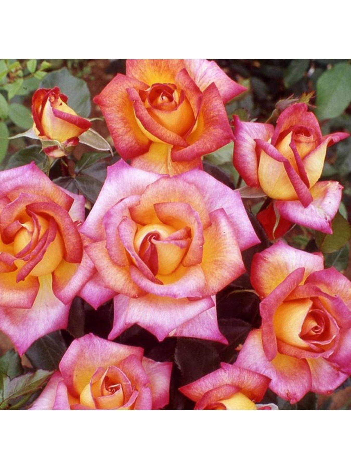  image of you-garden-rose-sheilas-perfume-3l-potted