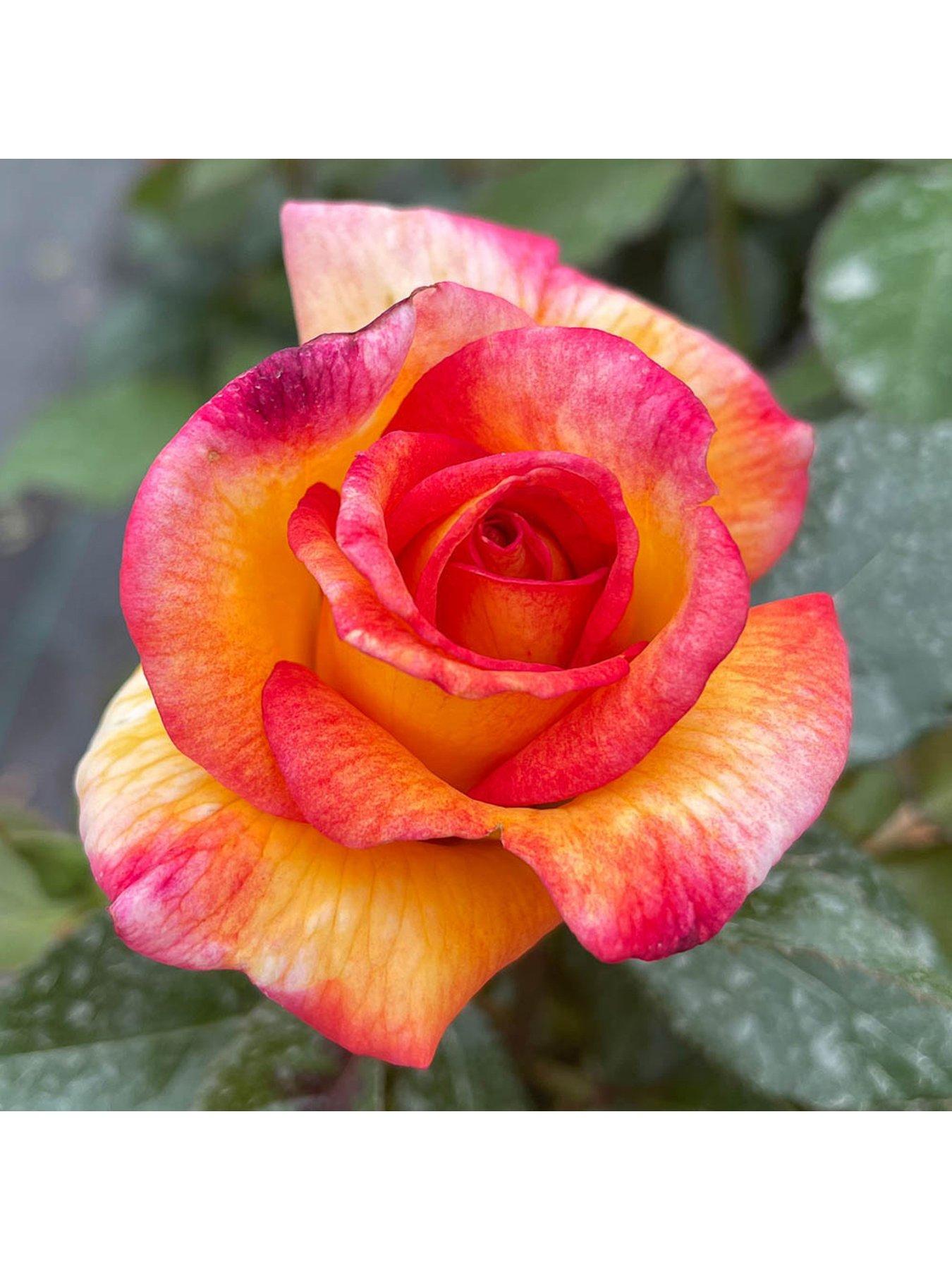 image of you-garden-rose-sheilas-perfume-3l-potted