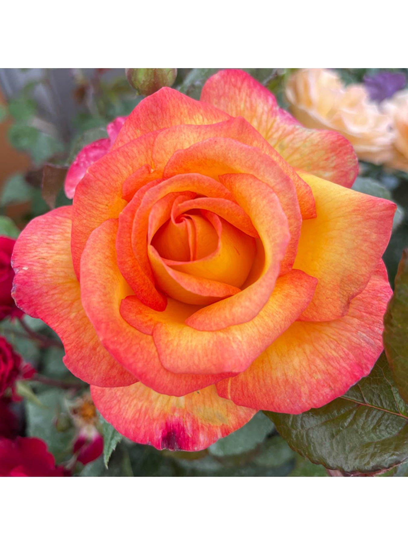  image of you-garden-rose-sheilas-perfume-3l-potted