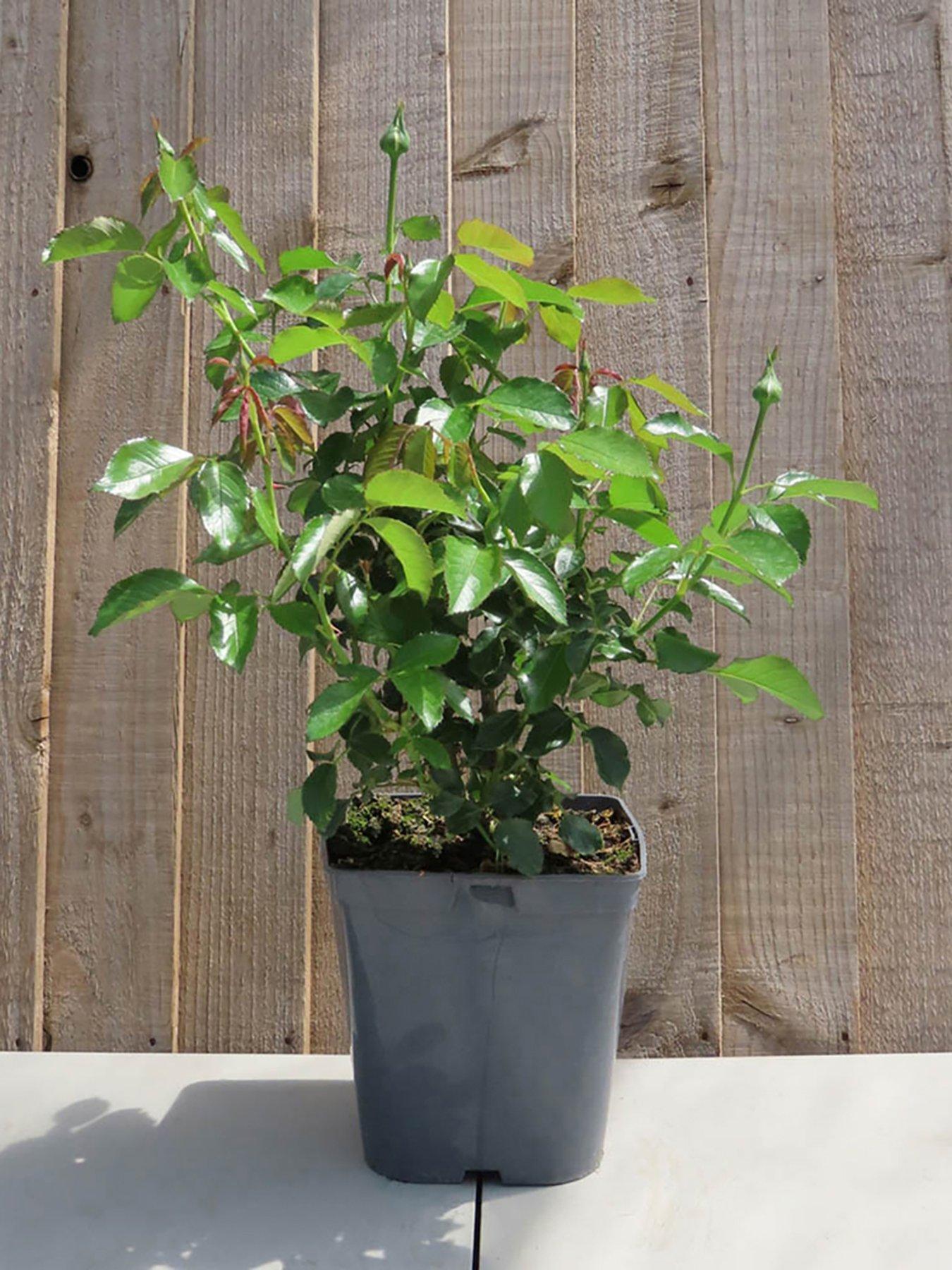  image of you-garden-rose-sheilas-perfume-3l-potted