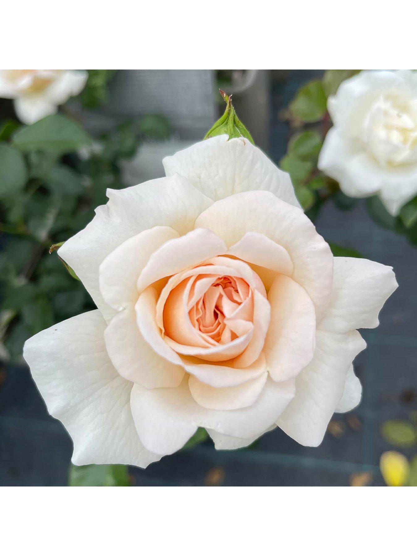 undefined Penny Lane Climbing 3L Potted Rose Plant