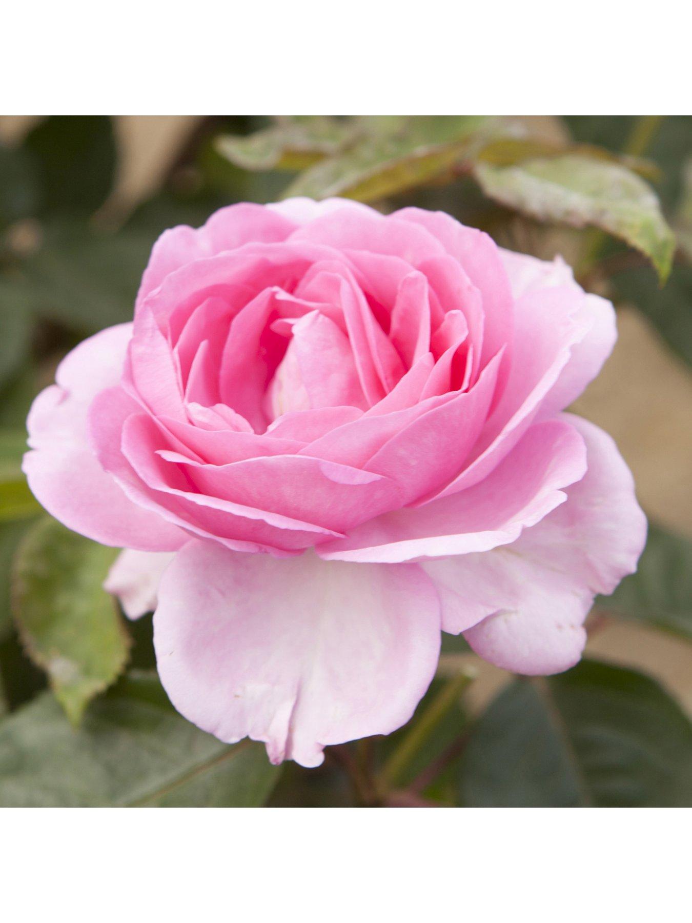 undefined Rose 'Mum in a Million' 3L Potted