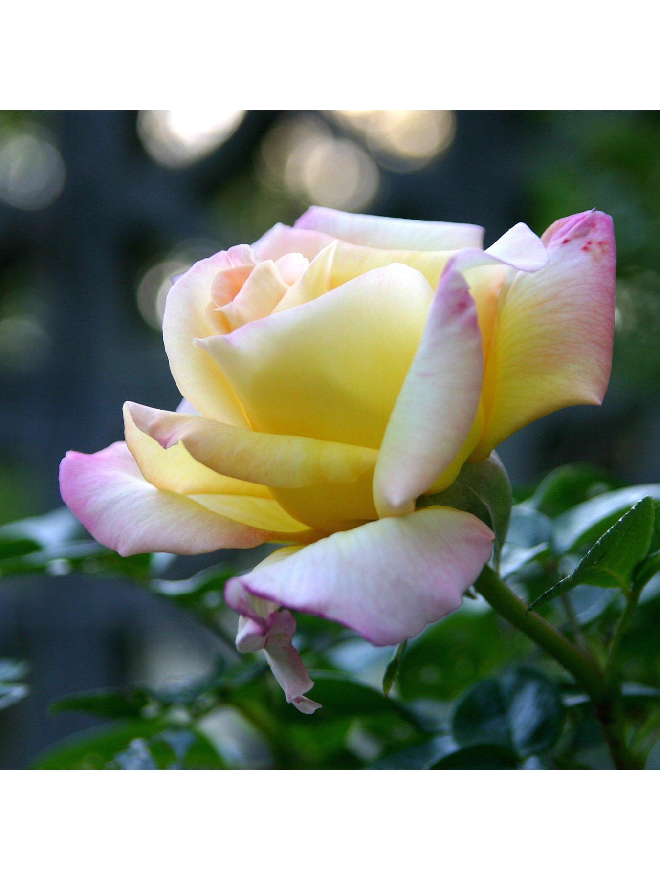 Image 1 of 3 of You Garden Rose Peace (4L Pot)