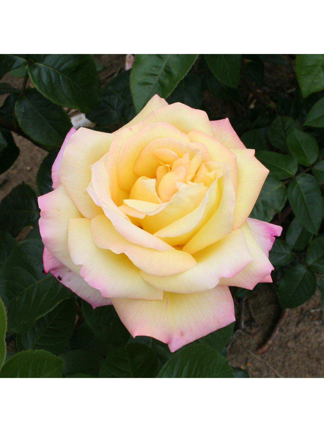 Image 2 of 3 of You Garden Rose Peace (4L Pot)