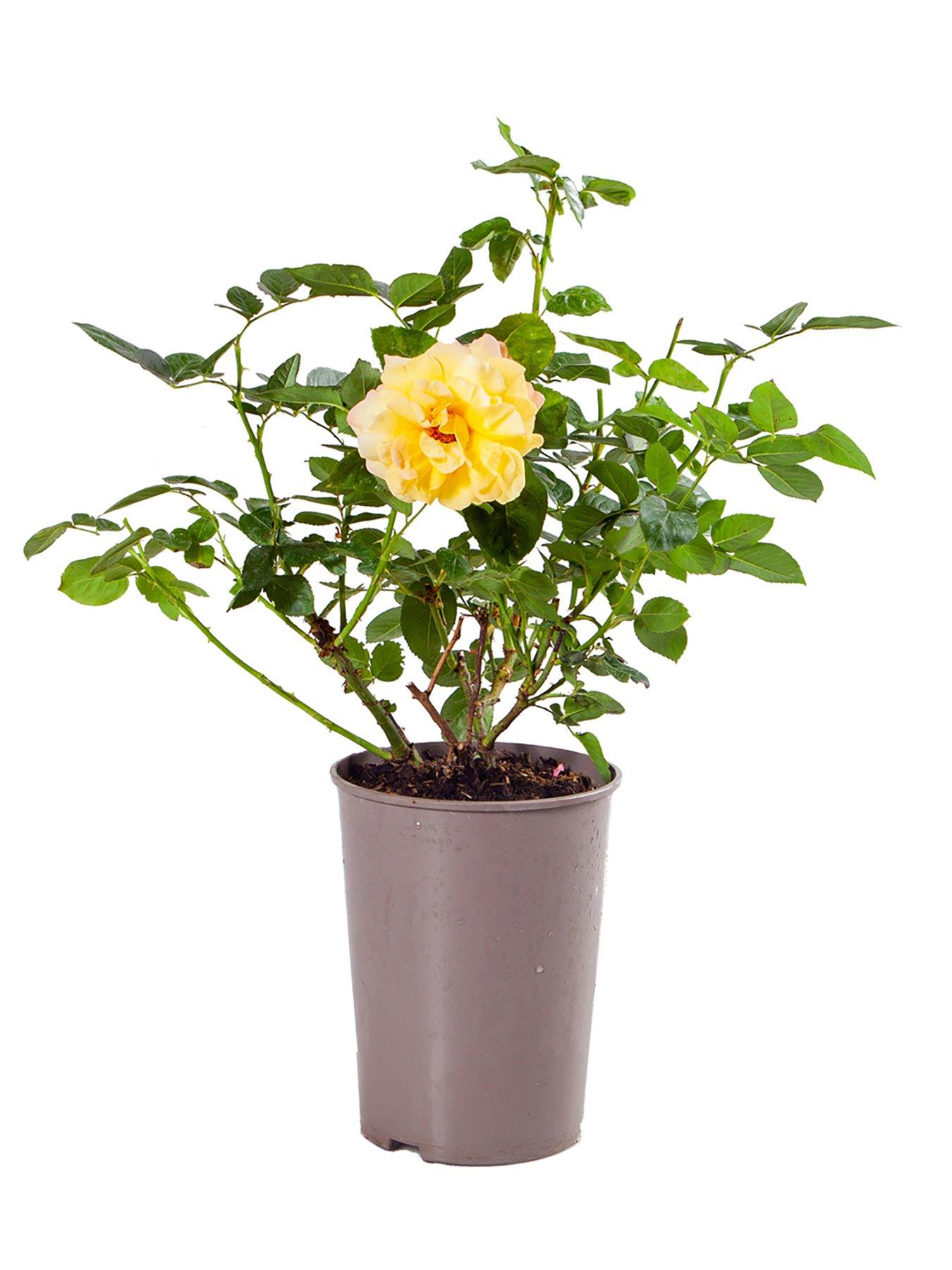Image 3 of 3 of You Garden Rose Peace (4L Pot)