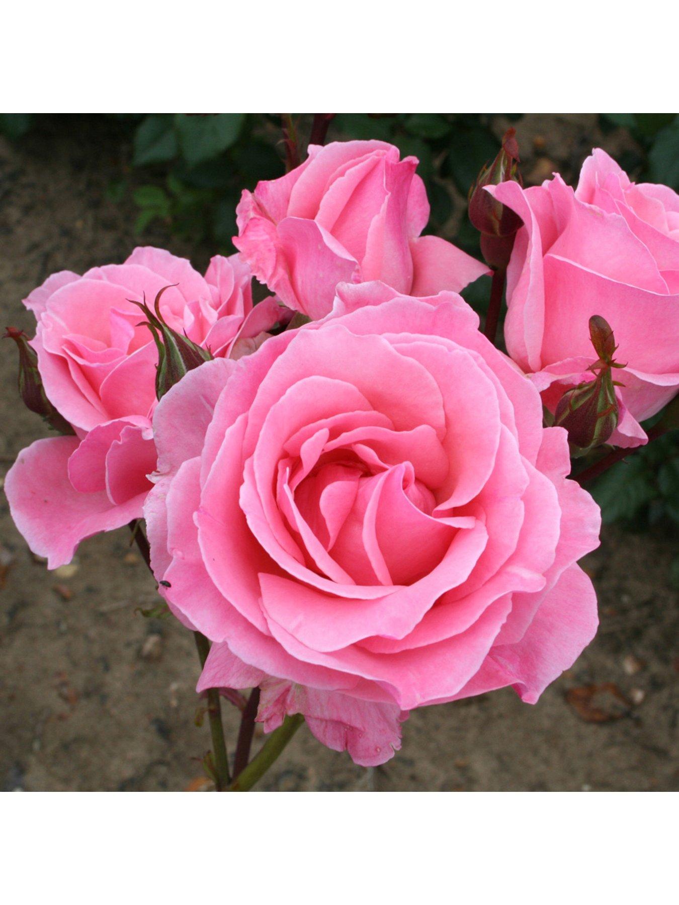 you-garden-queen-elizabeth-3l-potted-rose-plant