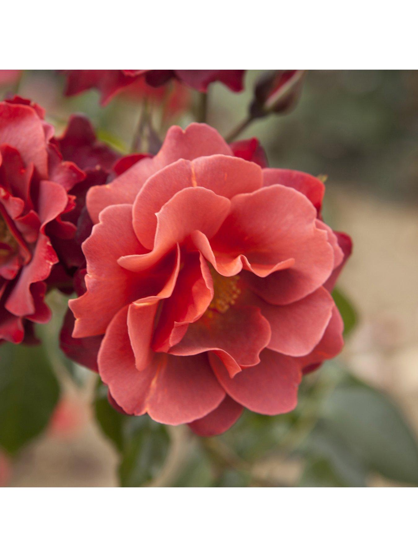 you-garden-rose-hot-chocolate-3l-potted