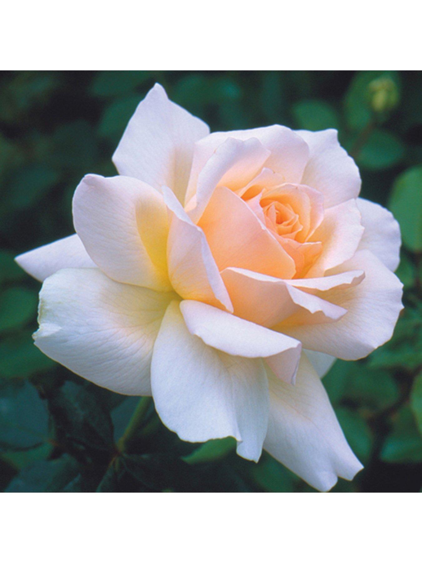  image of you-garden-chandos-beauty-3l-potted-rose-plant