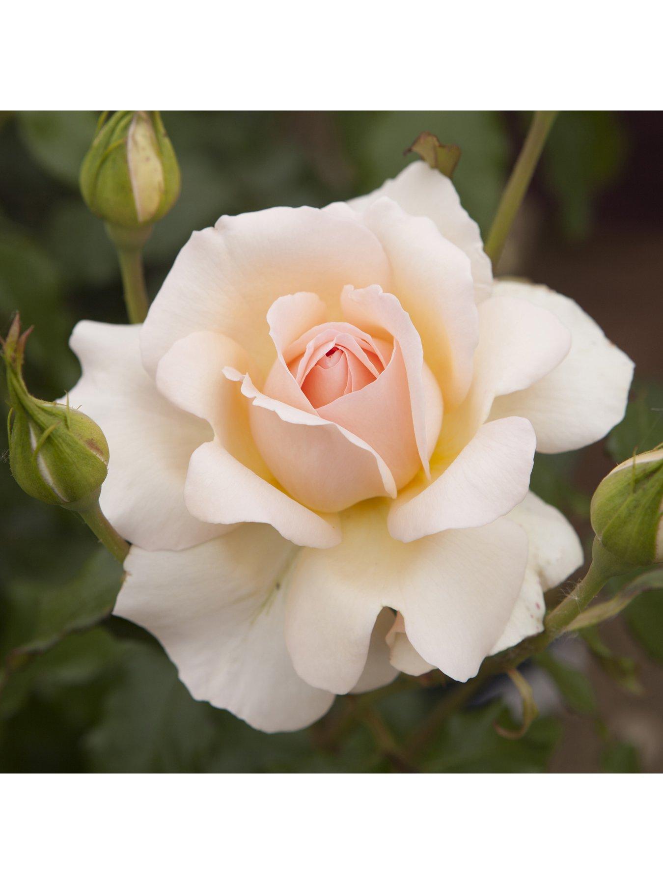 image of you-garden-chandos-beauty-3l-potted-rose-plant