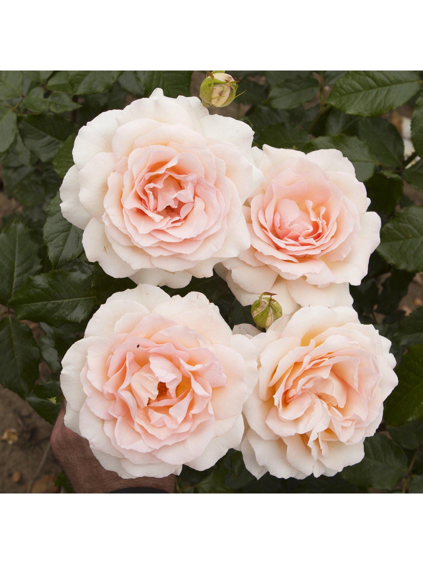  image of you-garden-chandos-beauty-3l-potted-rose-plant