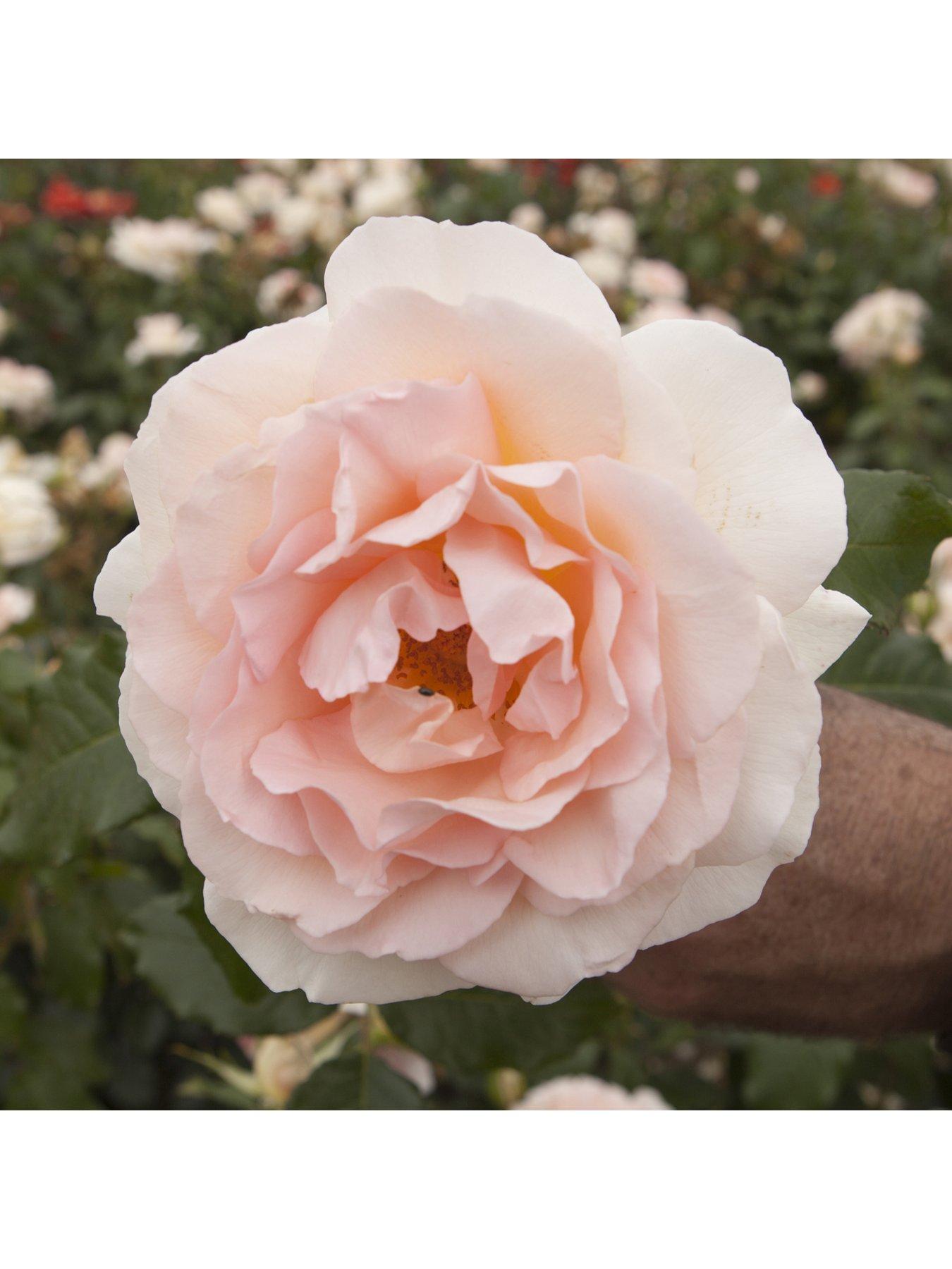  image of you-garden-chandos-beauty-3l-potted-rose-plant