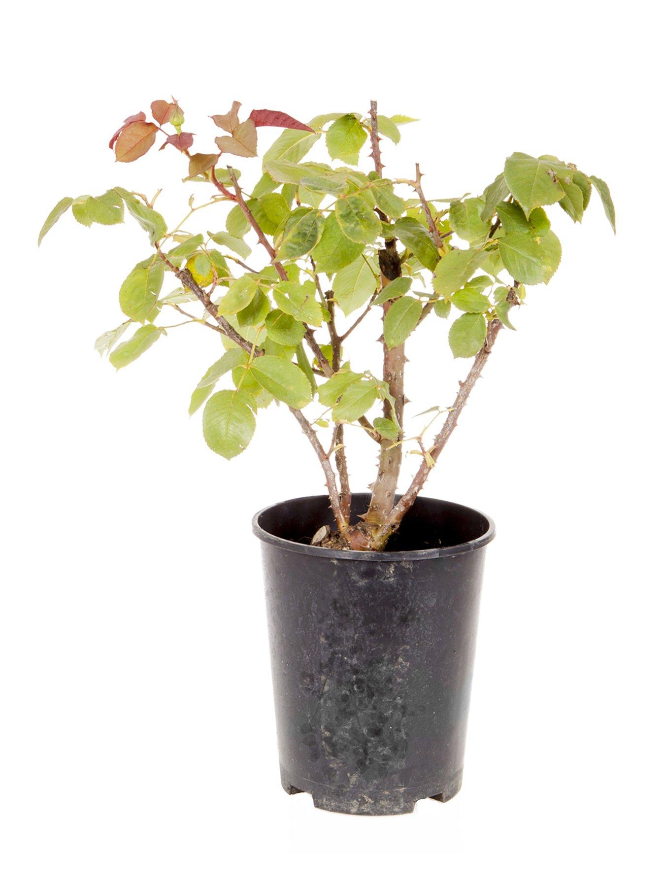  image of you-garden-chandos-beauty-3l-potted-rose-plant