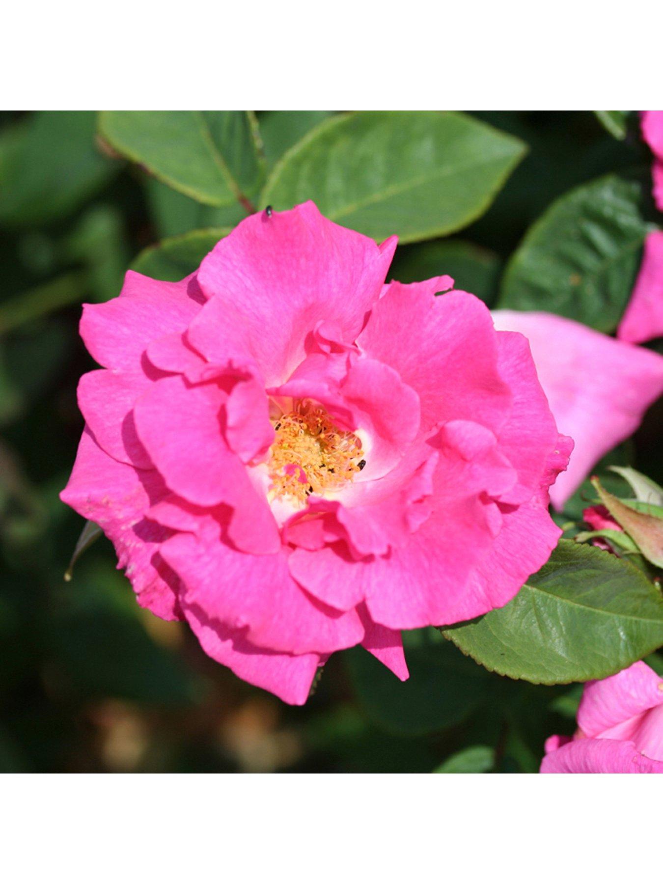 'Zephirine Drouhin' Climbing 3L Potted Rose Plant