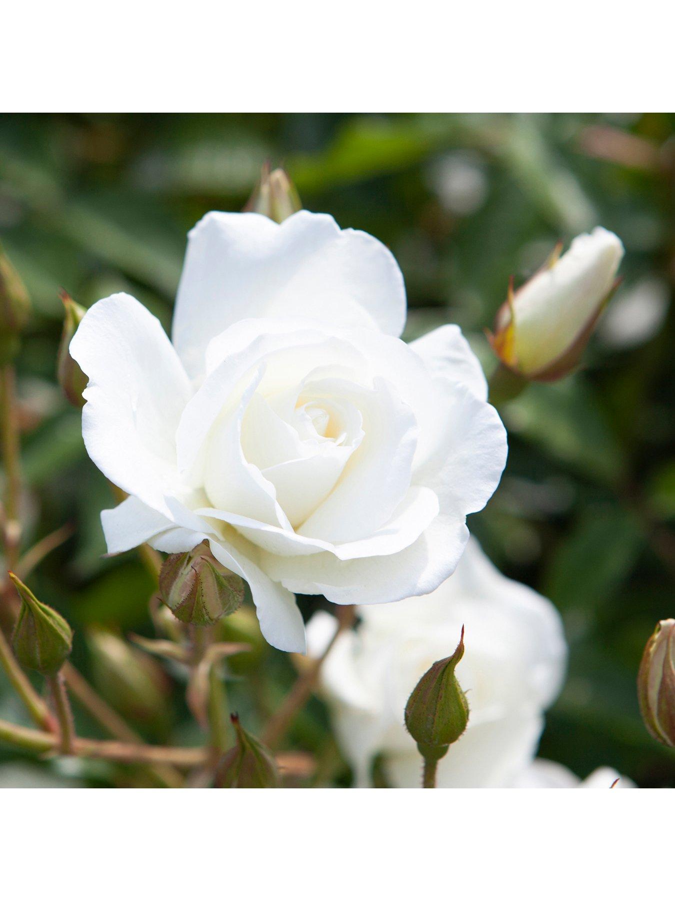  image of you-garden-rose-iceberg-4l-pot