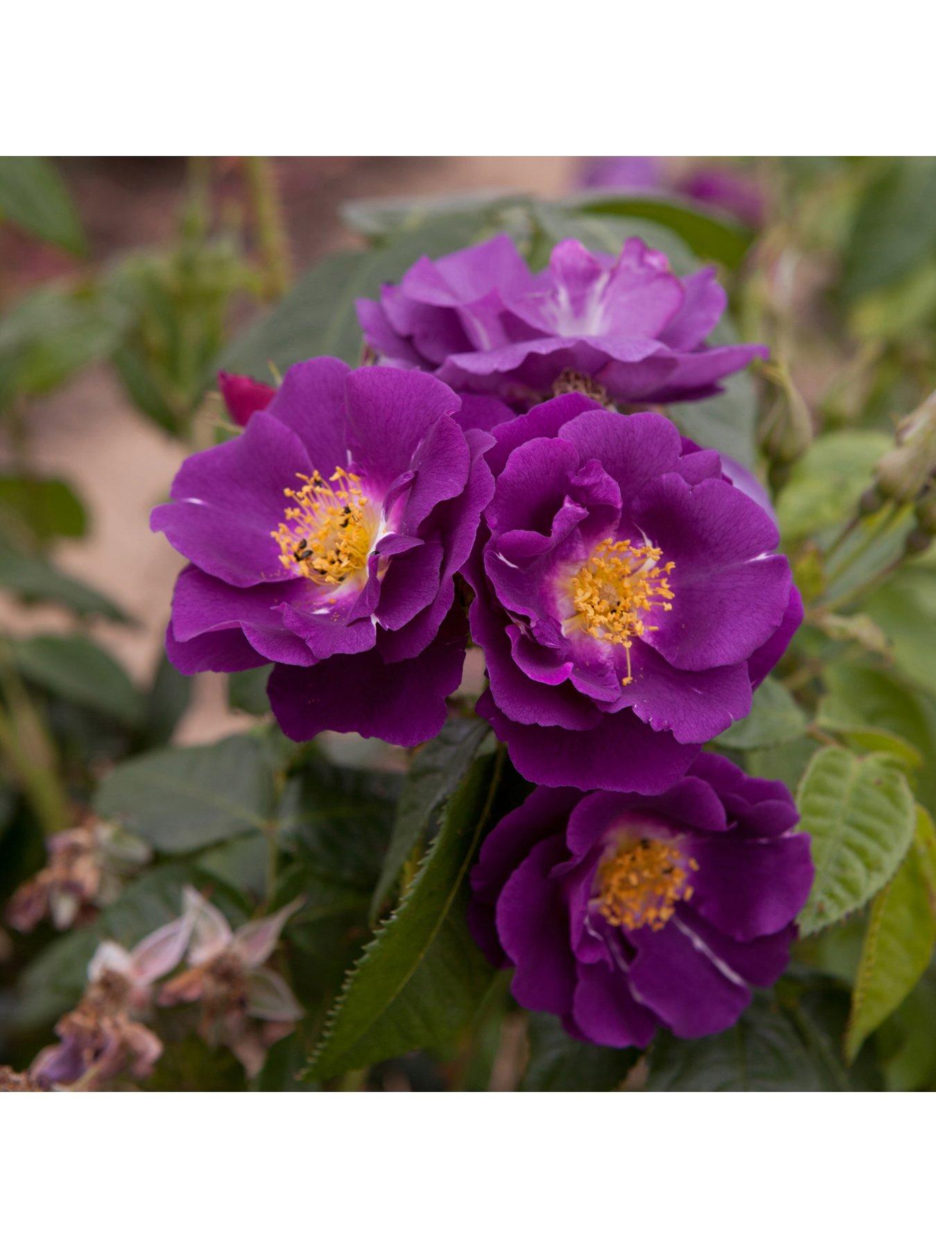 You Garden Rose Rhapsody in Blue (4L Pot)