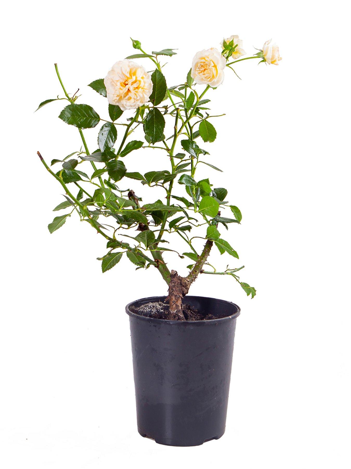 You Garden Rose Raspberry Ripple (Papageno) (4L Pot) | Littlewoods
