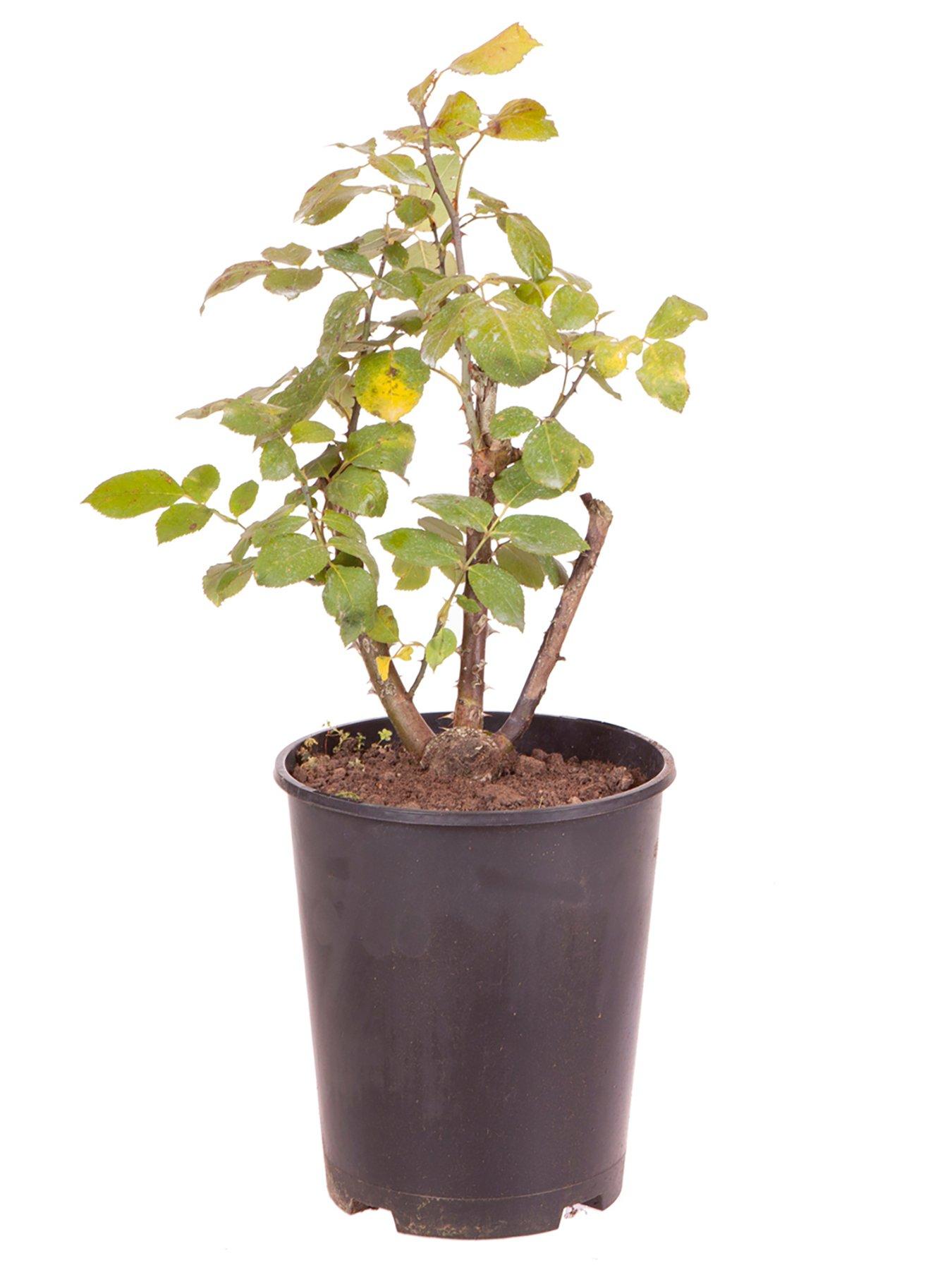  image of you-garden-rose-black-baccara-3l-potted
