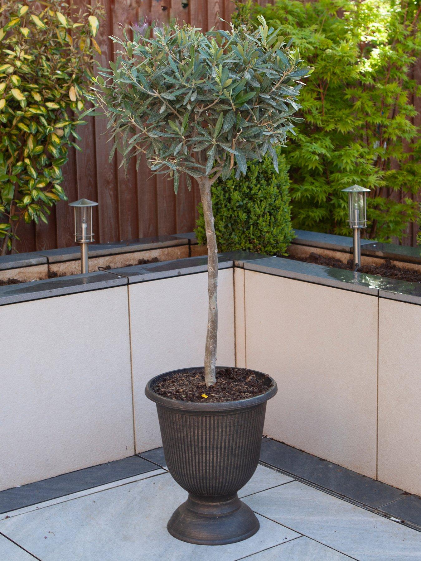 you-garden-olive-tree-standard-80cm-18cm-potted-plant