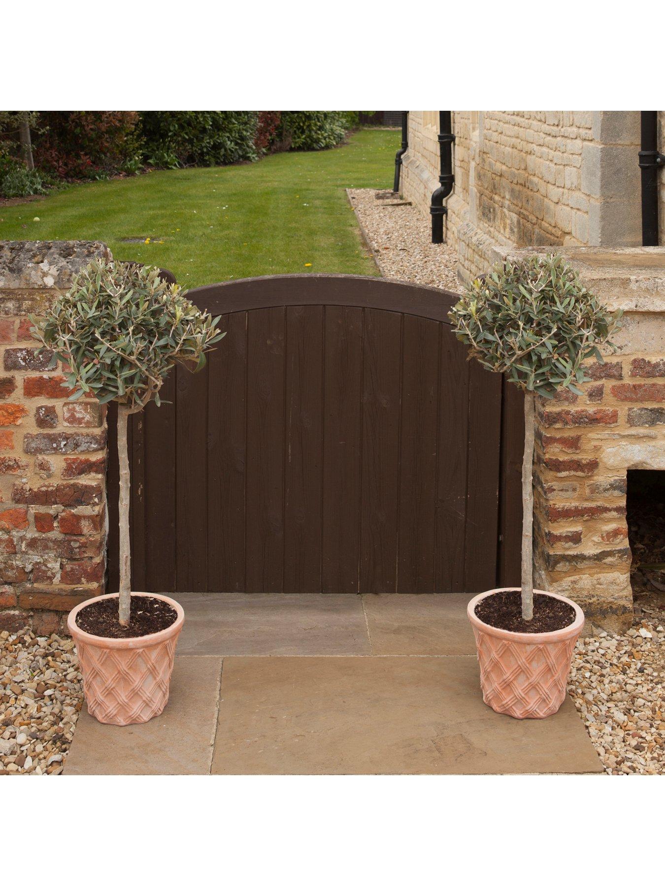 Olive Tree Standard 80cm 18cm Potted Plant