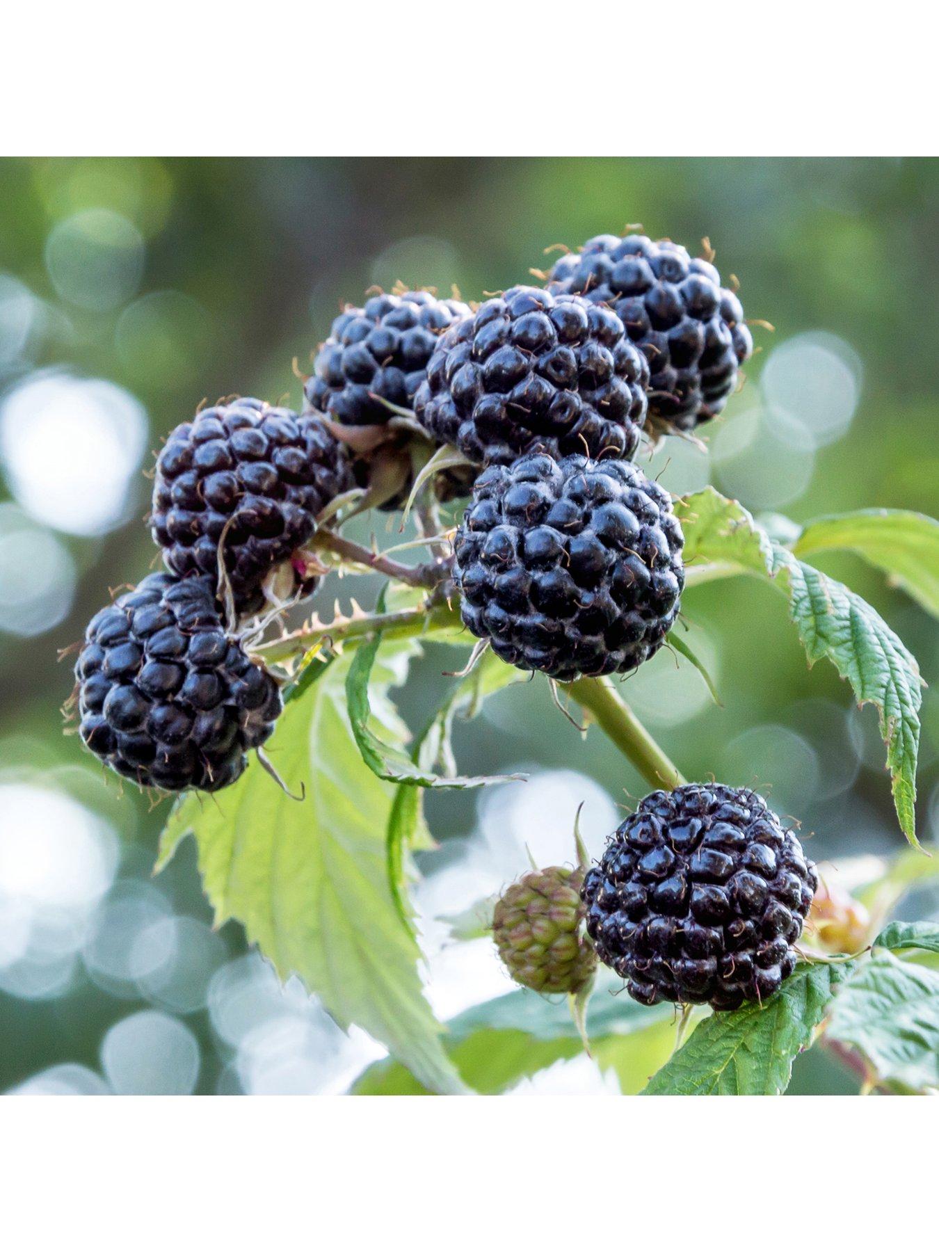 Image 1 of 4 of You Garden Raspberry 'Black Jewel' 2L pot