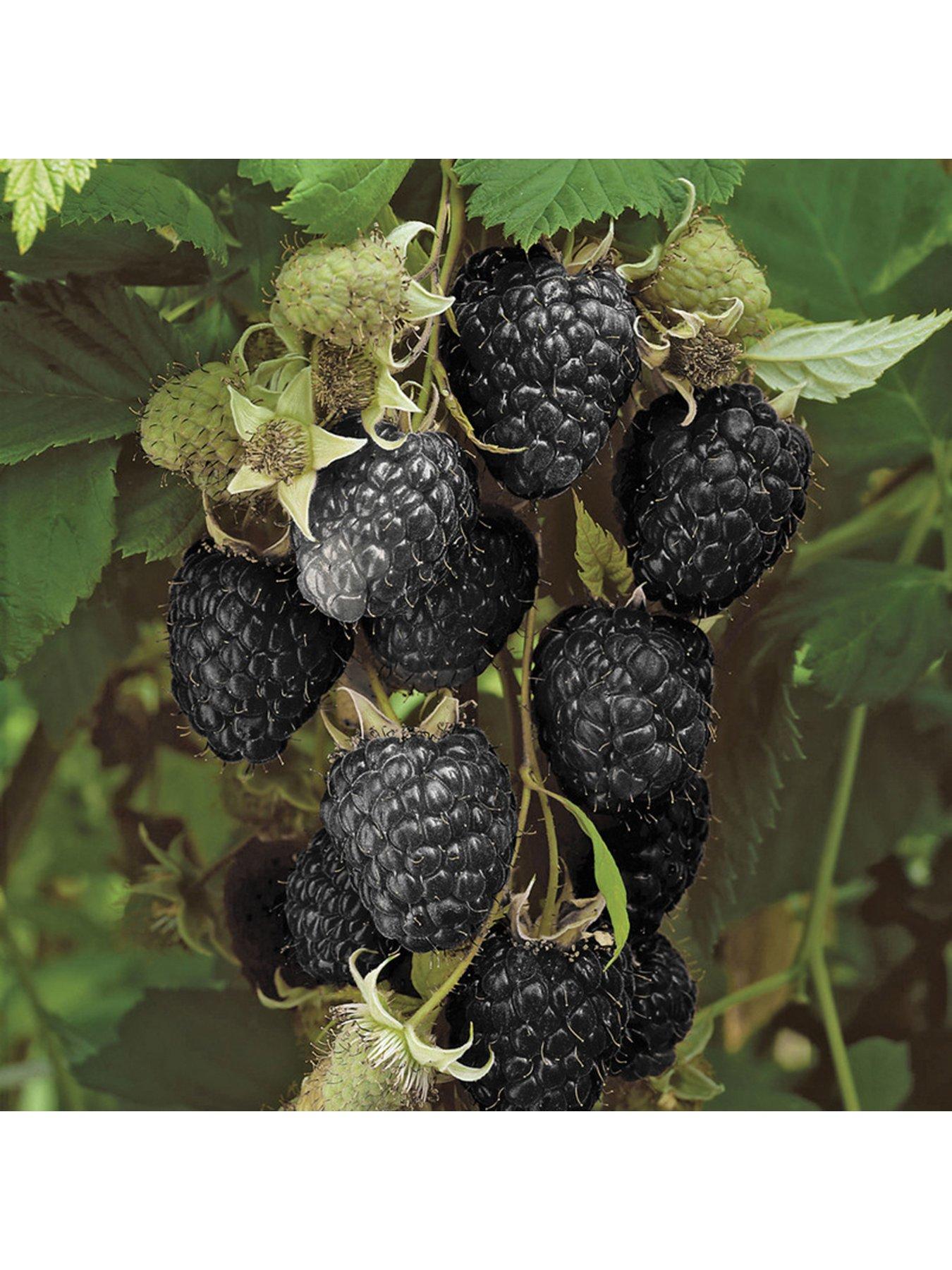 Image 2 of 4 of You Garden Raspberry 'Black Jewel' 2L pot
