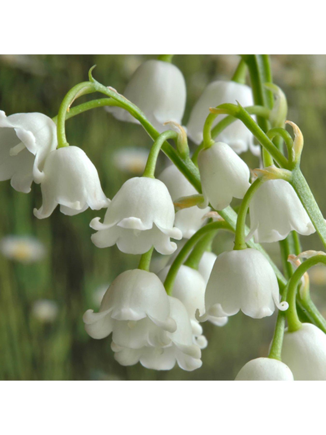 You Garden Convallaria Lily of the Valley - 10 Pips