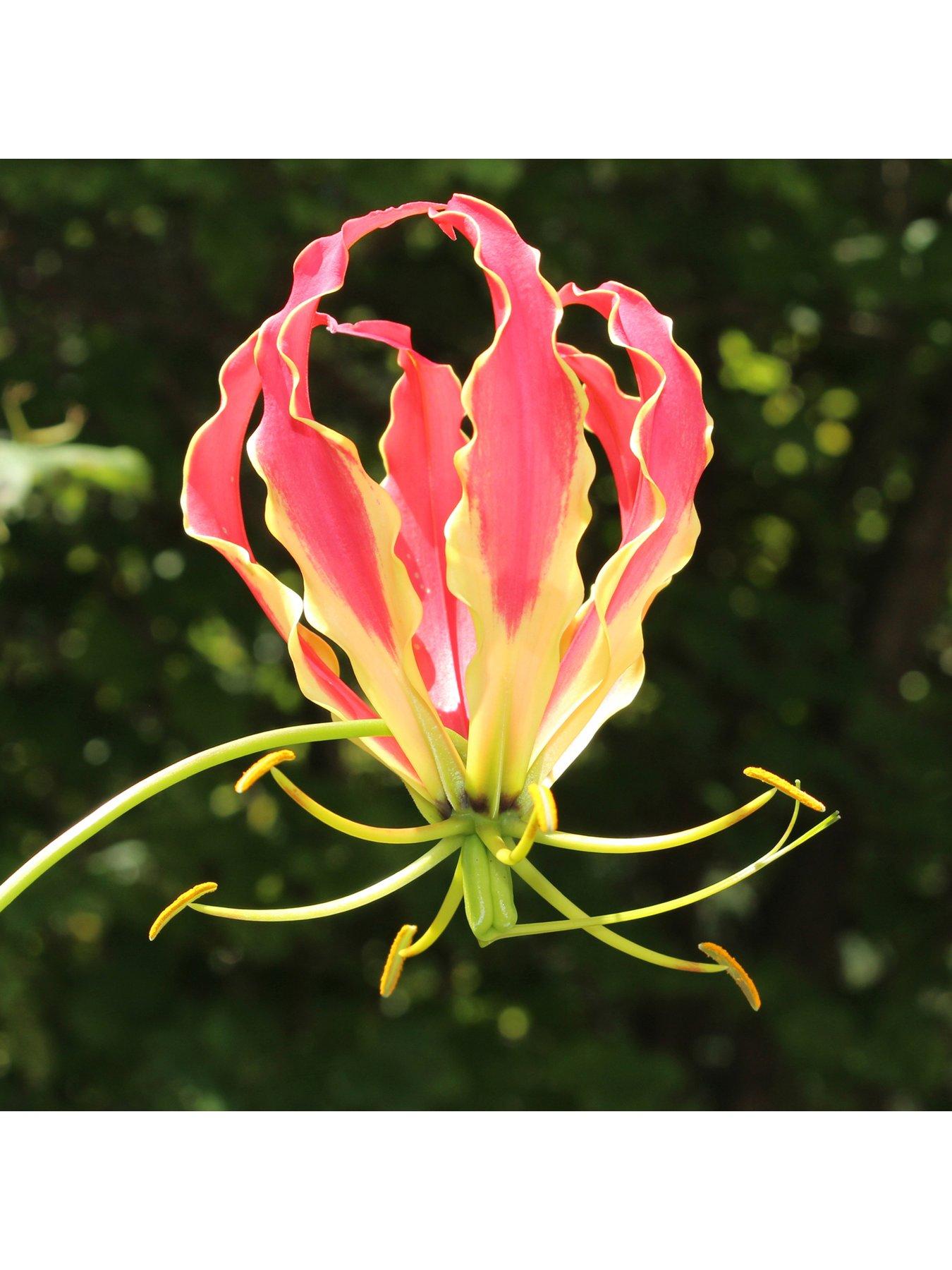 you-garden-flame-lily-gloriosa-rothschildiana-x-3