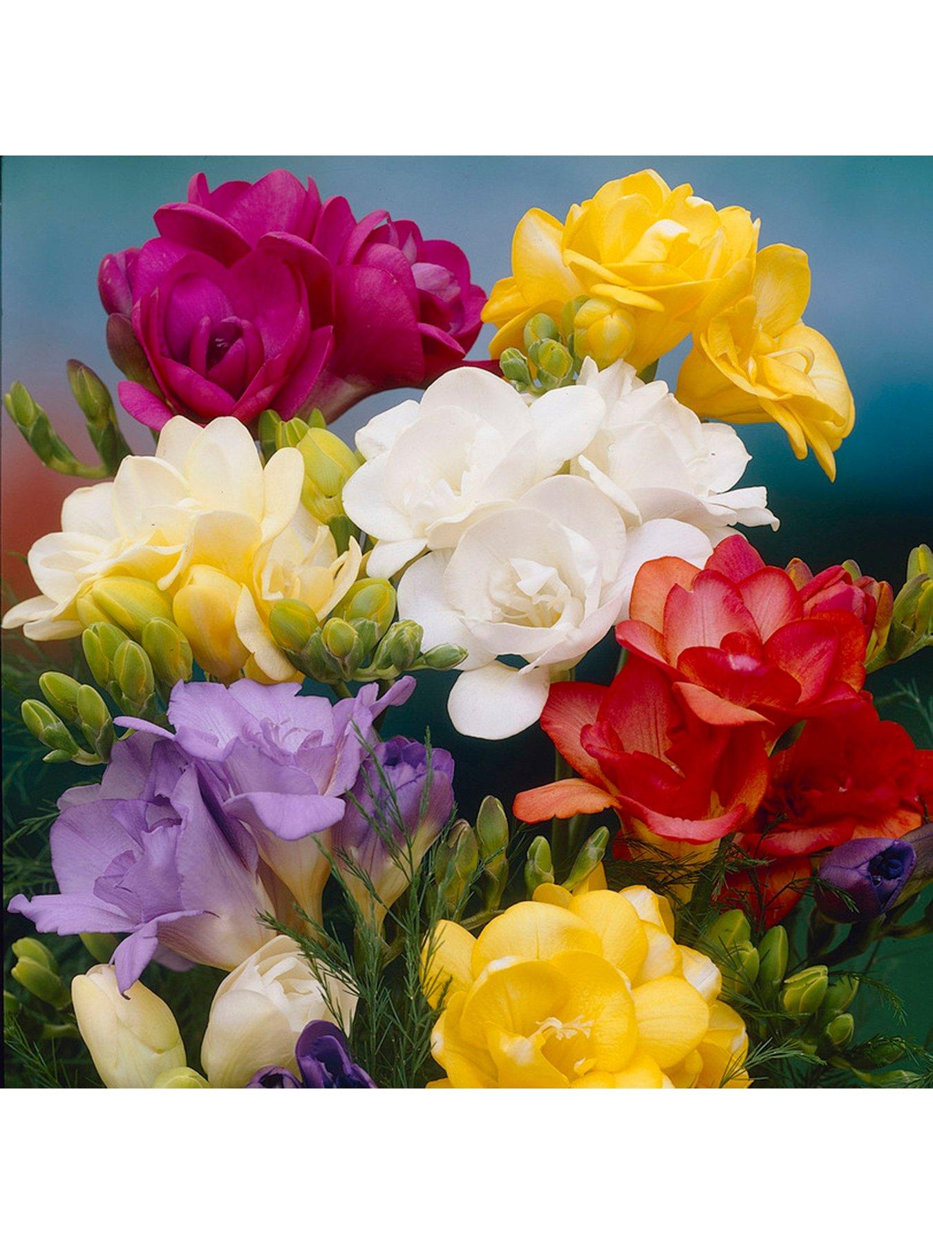 you-garden-double-freesias-mixed-x-50-corms