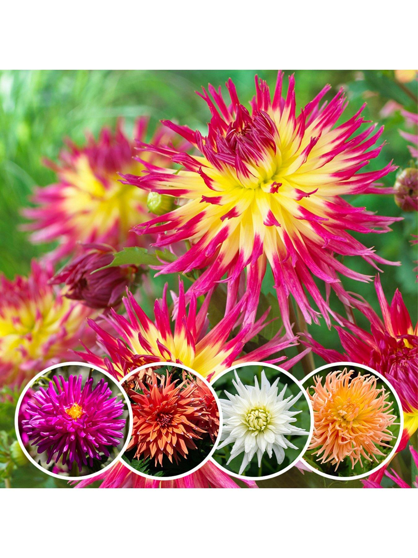 You Garden Dahlia Cactus Mixed 5 Tubers