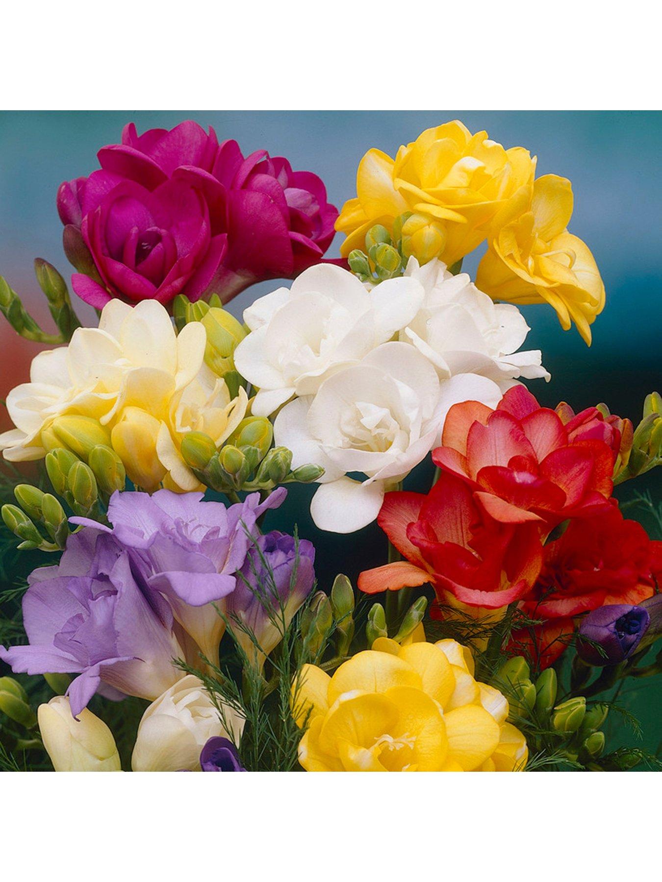 You Garden 100 Freesias bulbs - 50 singles  &  50 doubles