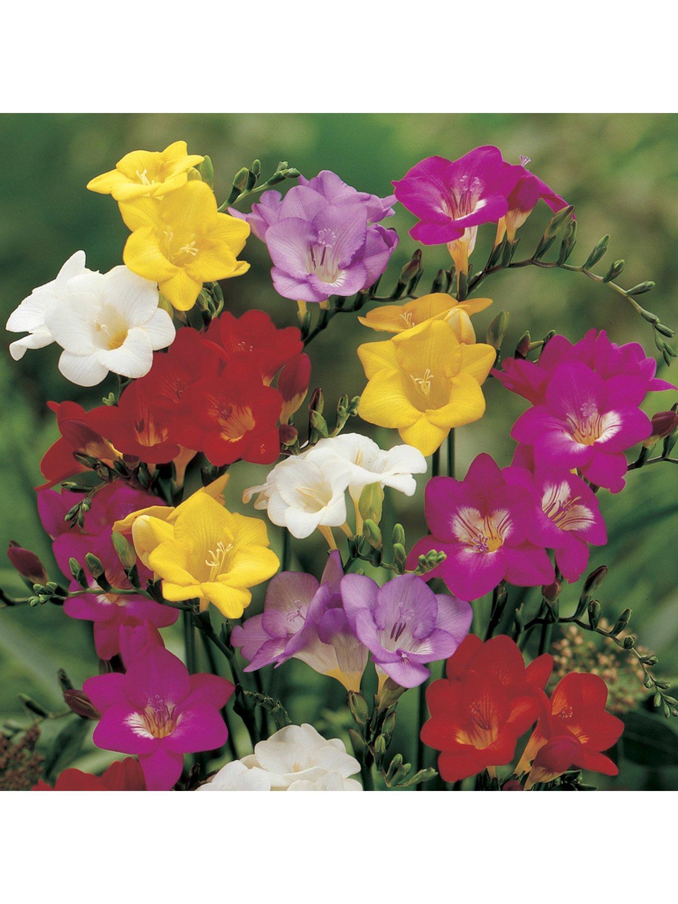 Image 2 of 6 of You Garden 100 Freesias bulbs - 50 singles &amp; 50 doubles