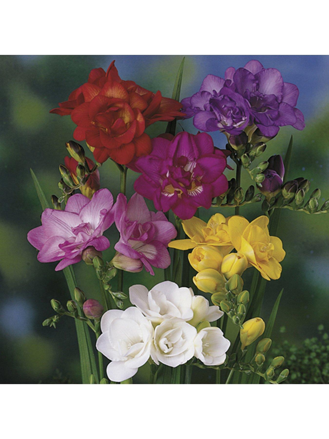 Image 3 of 6 of You Garden 100 Freesias bulbs - 50 singles &amp; 50 doubles