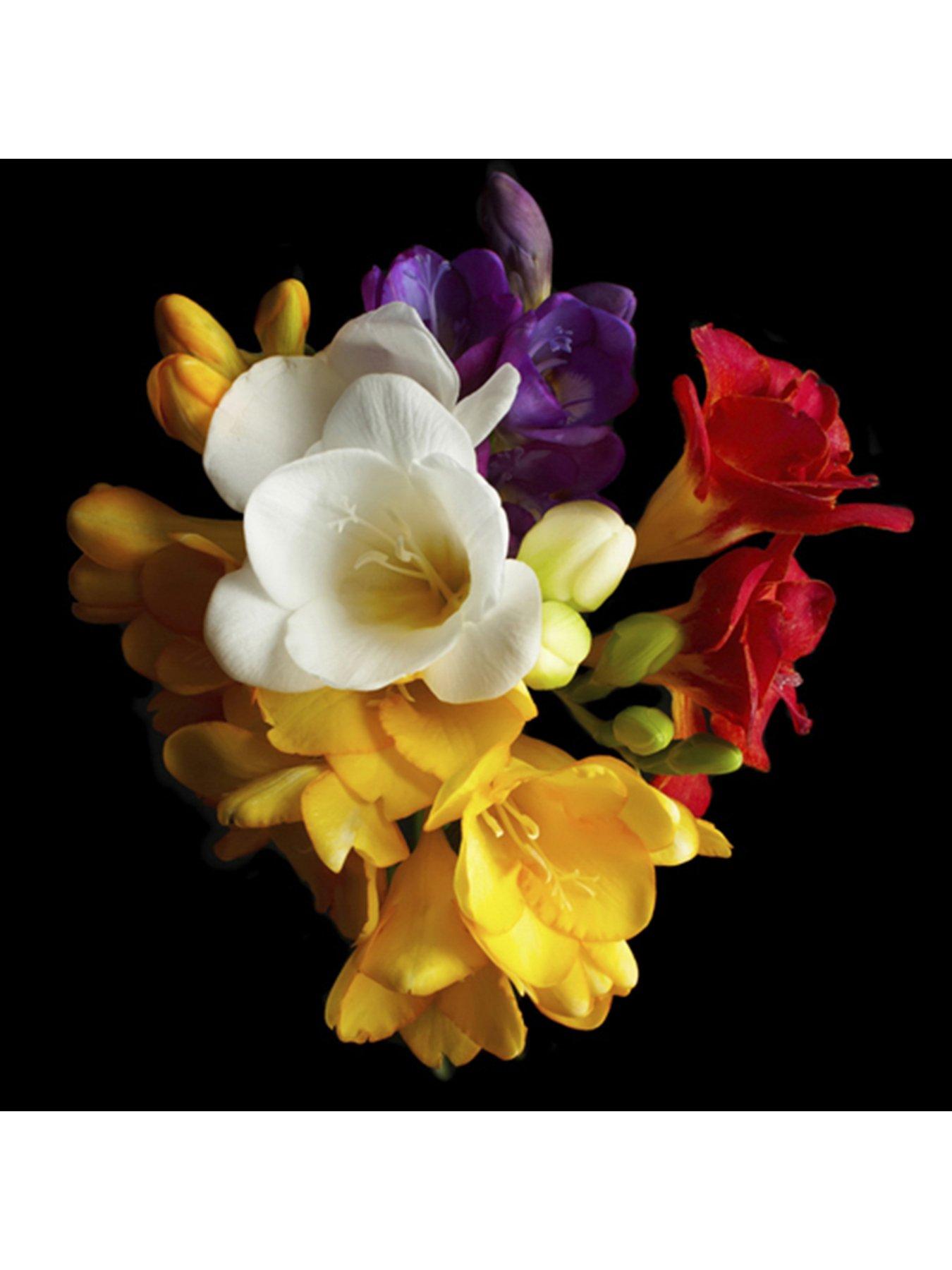 Image 4 of 6 of You Garden 100 Freesias bulbs - 50 singles &amp; 50 doubles