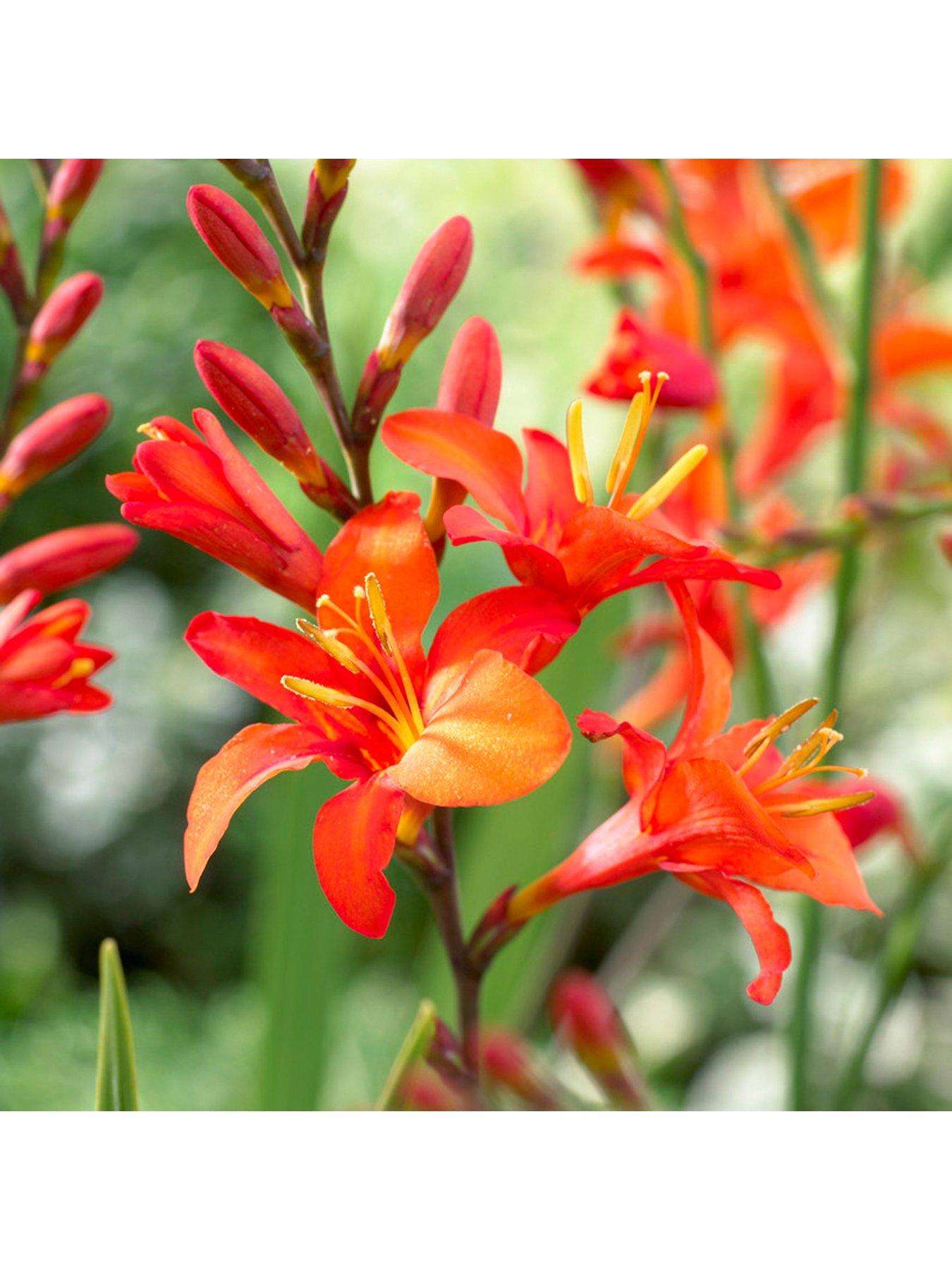 Image 3 of 4 of You Garden Crocosmia Mix x 50 corms
