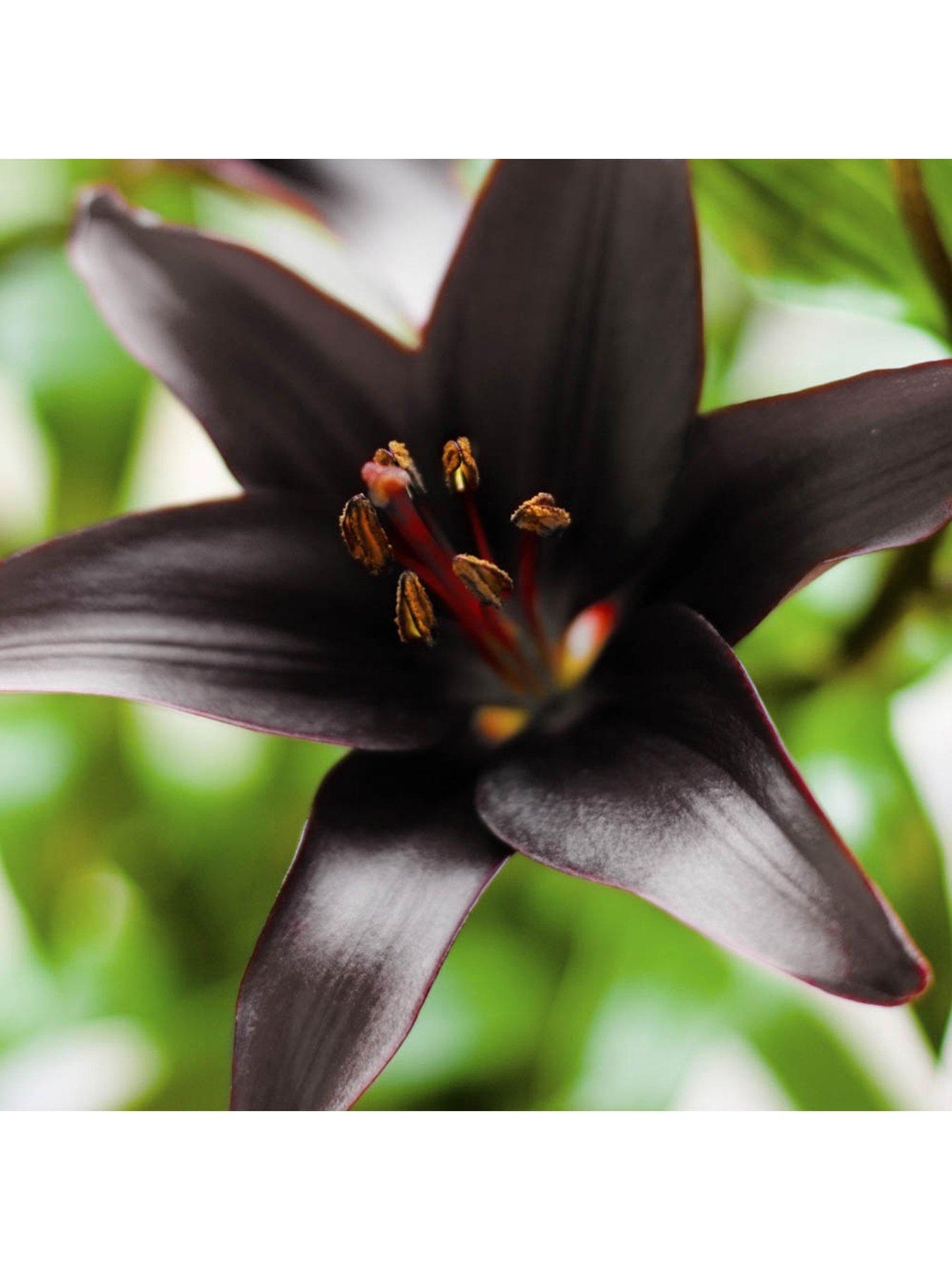 undefined Lily Landini Pack of 10 bulbs size 10/12