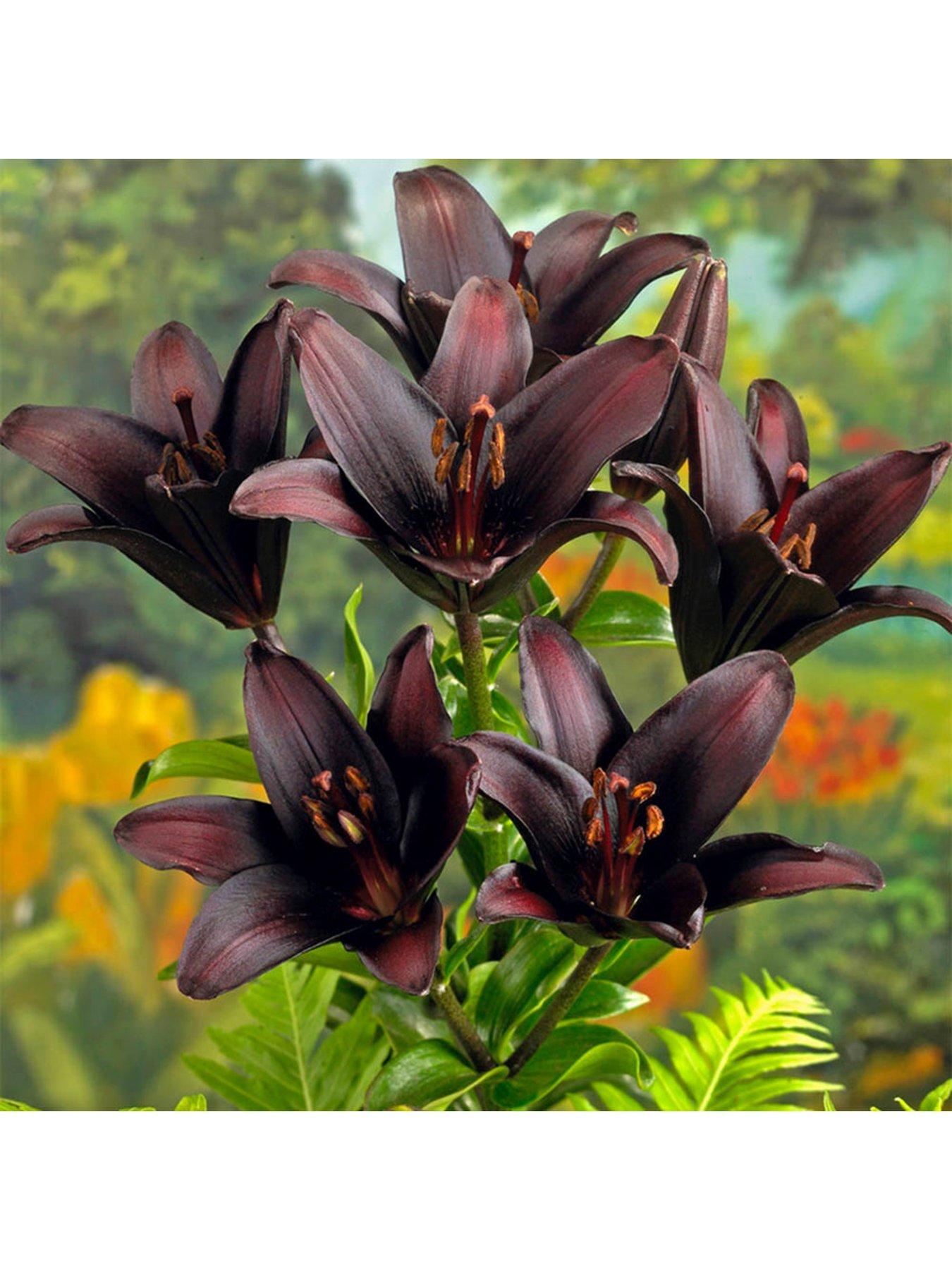 Lily Landini Pack of 10 bulbs size 10/12