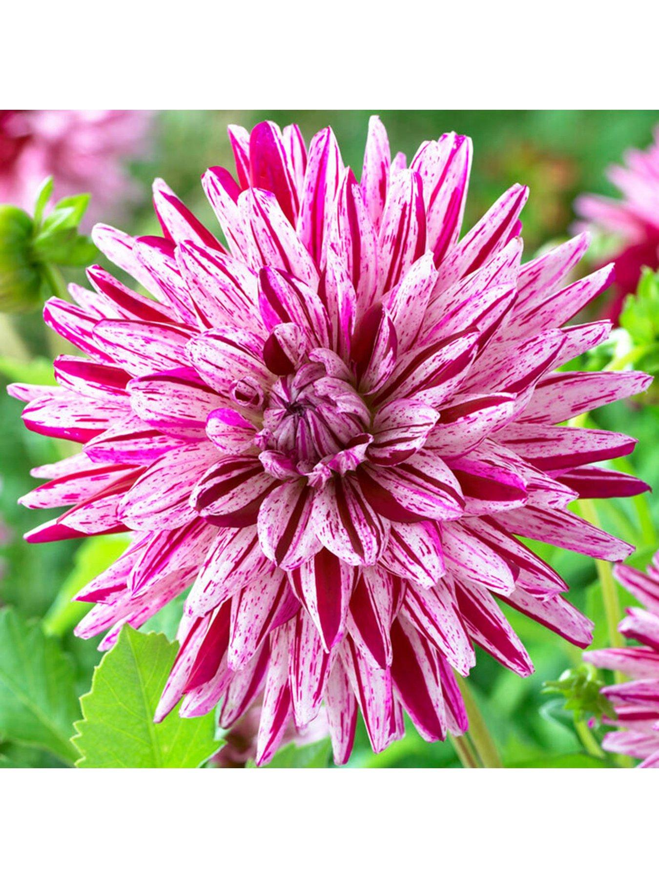 You Garden Dahlia Blackberry Ripple pack of 3 Tubers