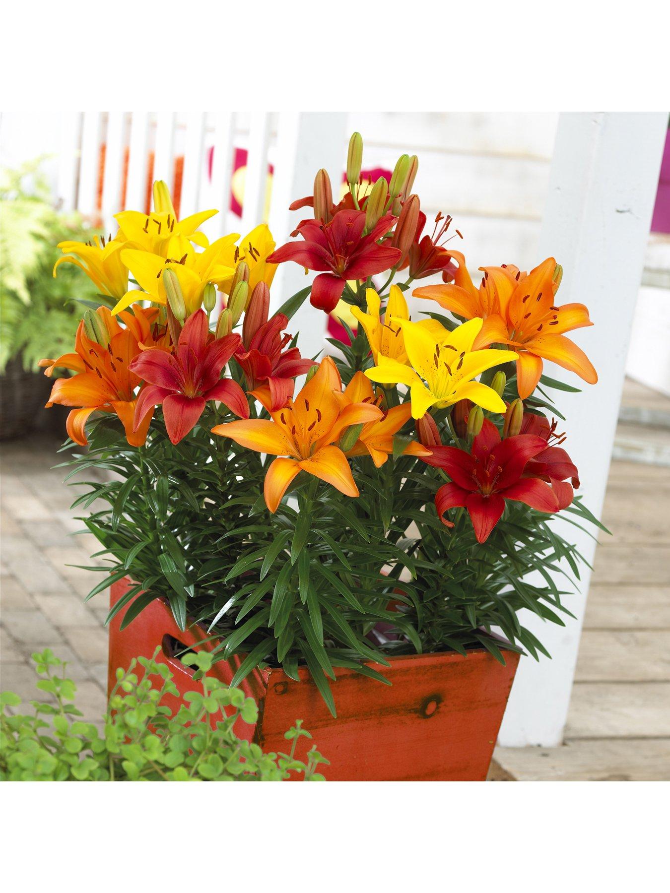 You Garden Carpet Lilies Flame Mix - Pack of 10 Size 12/14