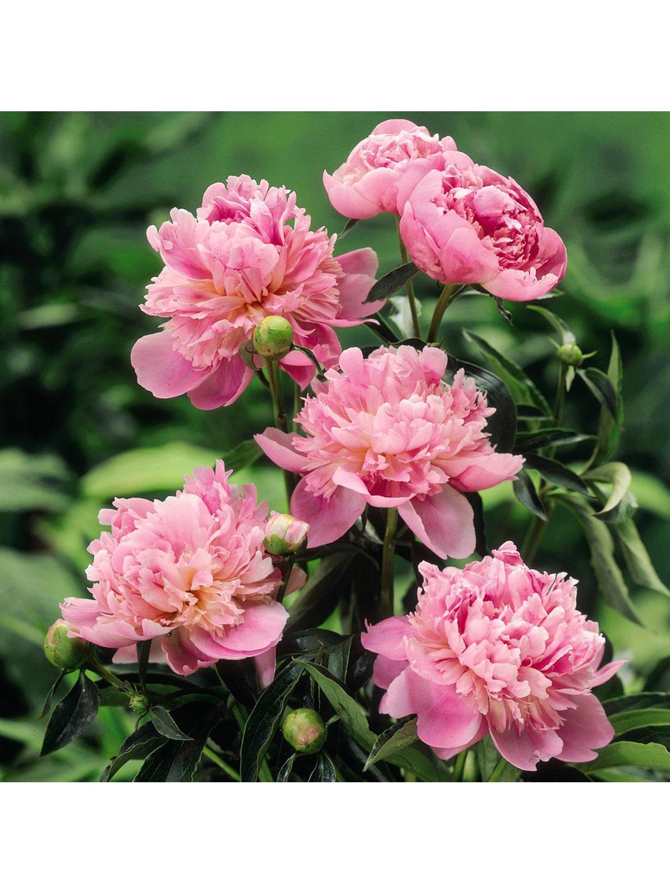 You Garden Paeony 'Sarah Bernhardt' (1 Bare Root Plant)