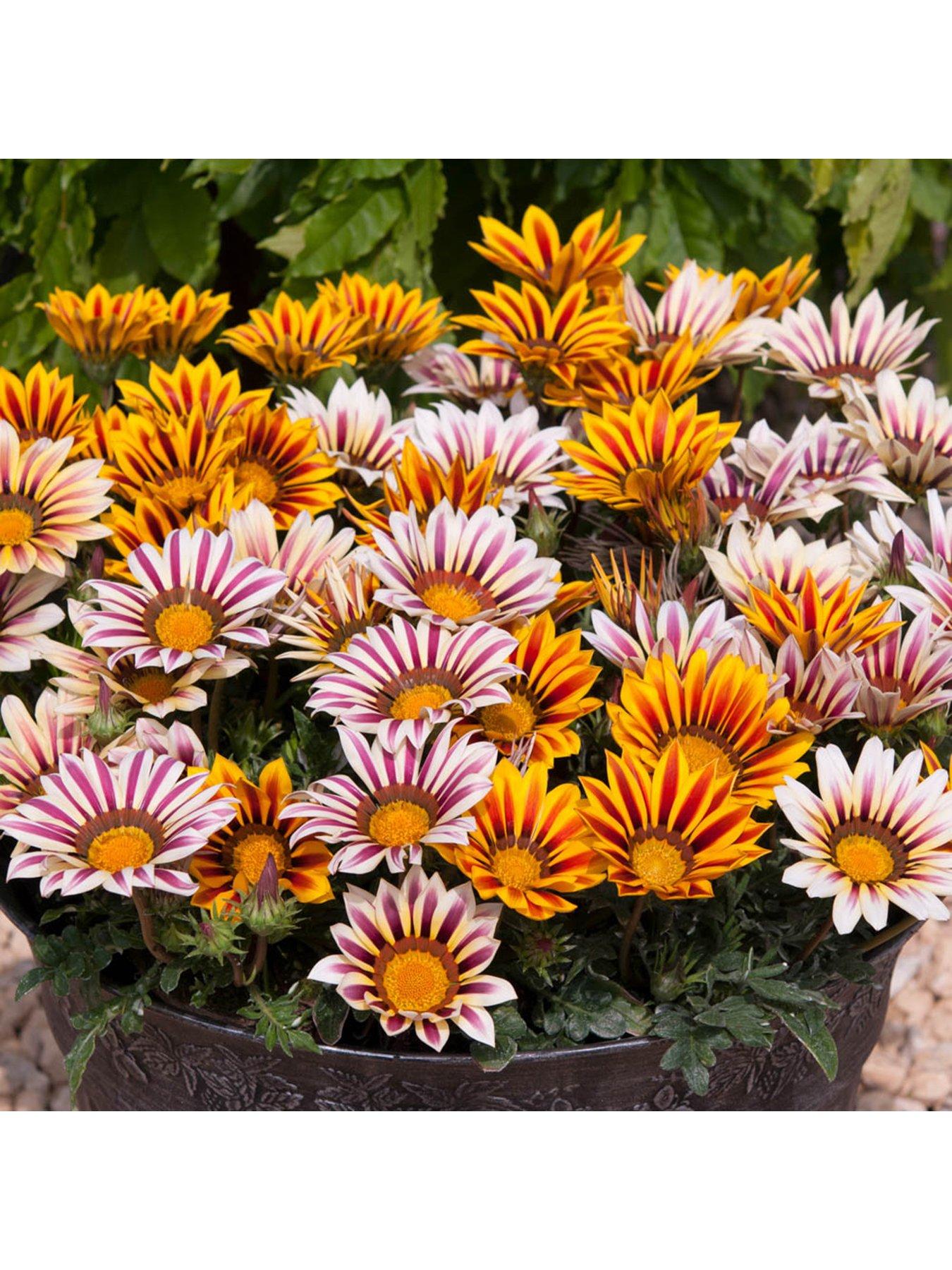 You Garden Gazania Tiger Stripes Mix - 20 Garden Ready Plants